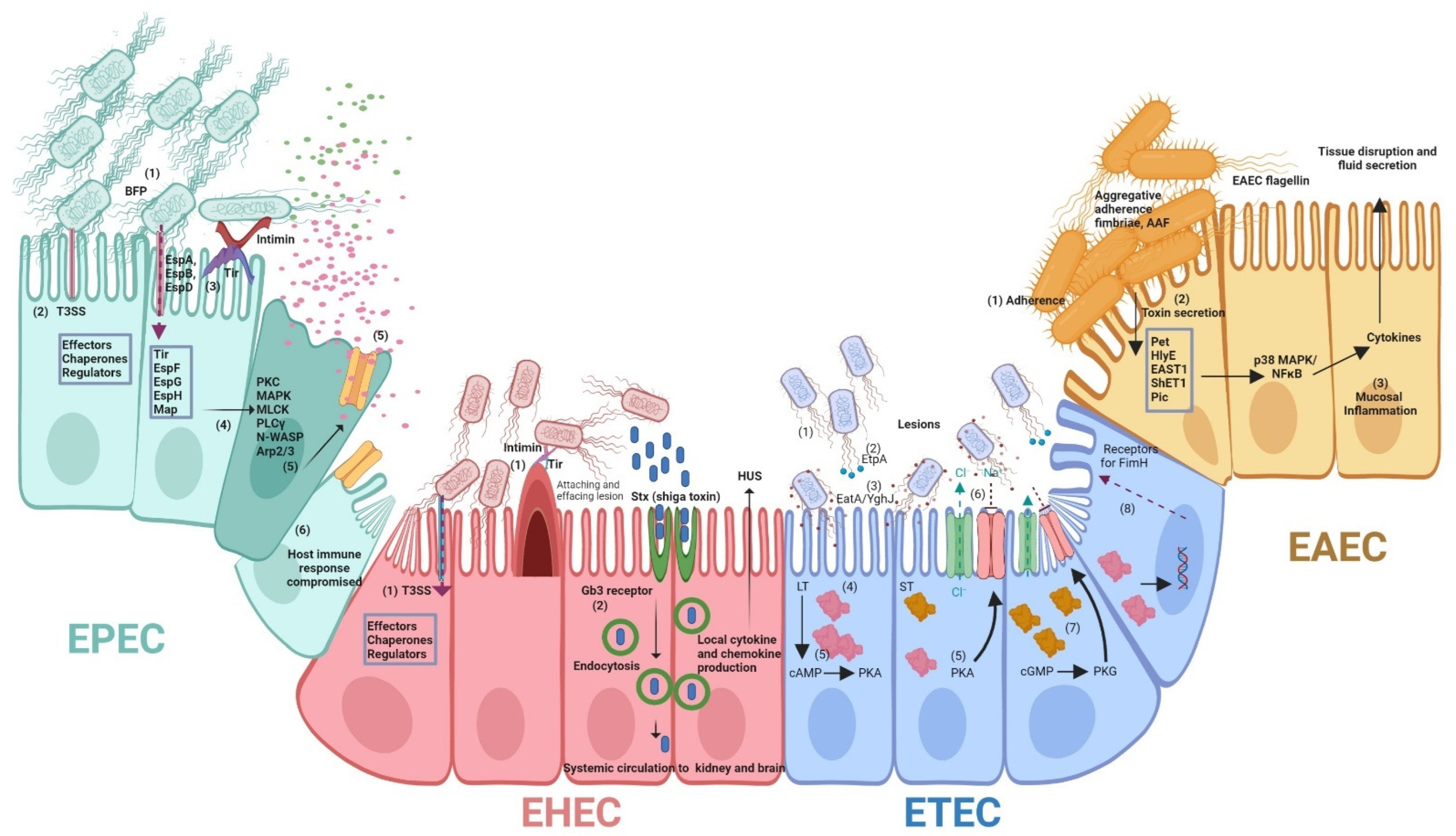 Microorganisms | Free Full-Text | The Diversity of Escherichia