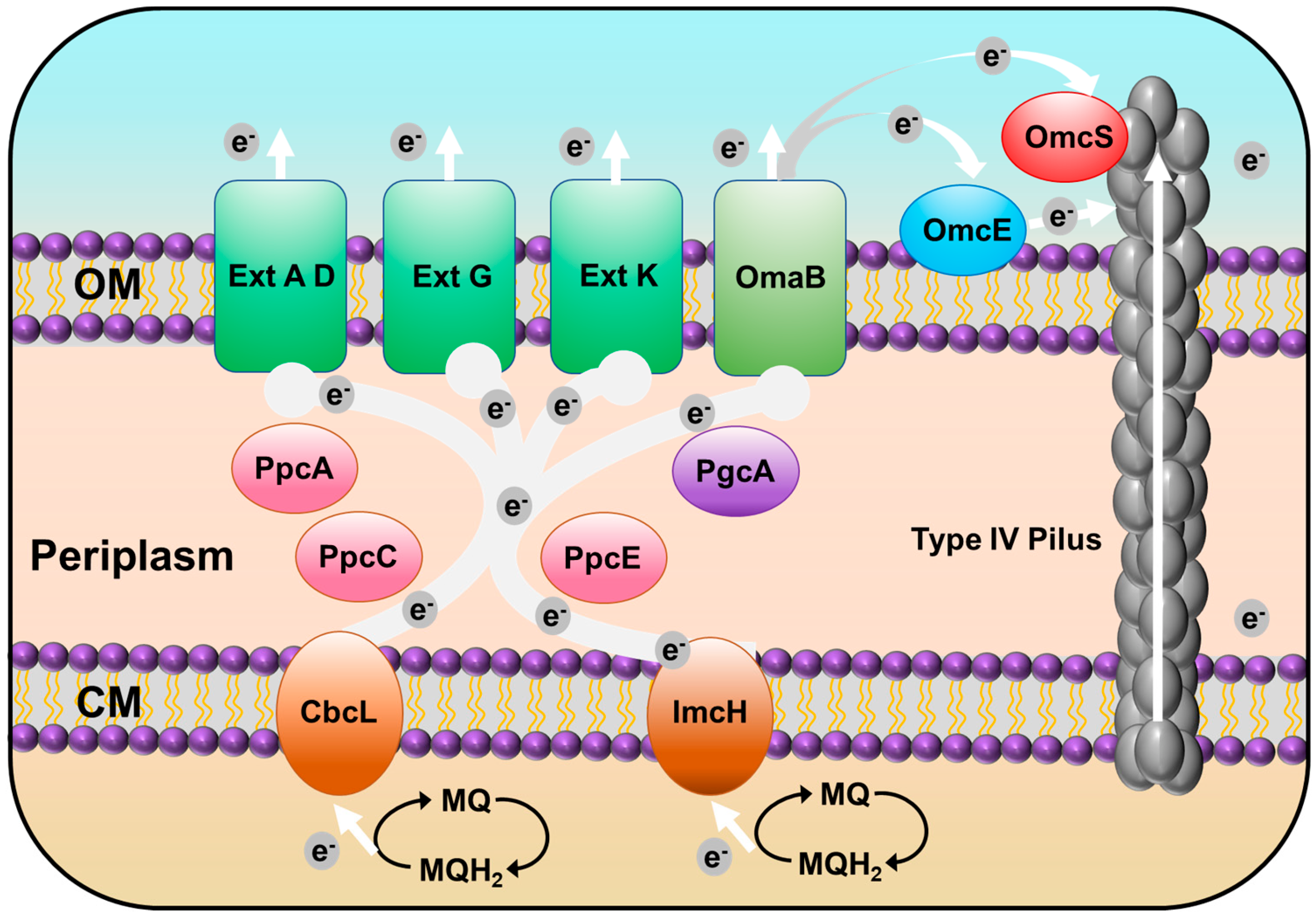 Microorganisms 11 00349 g004