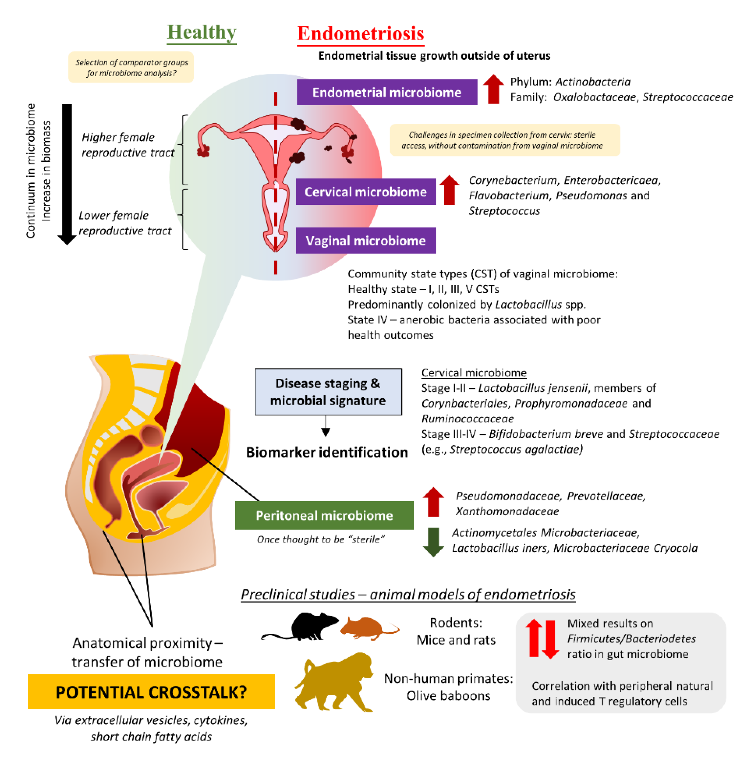 Free FullText Current Updates on the Role of