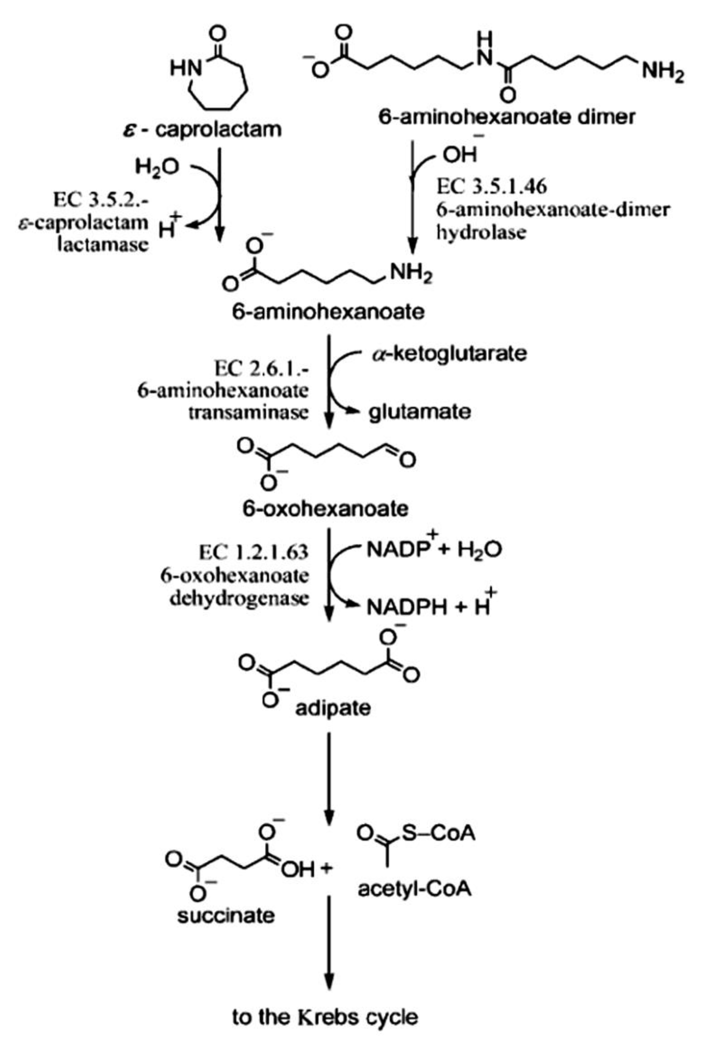 Microorganisms 11 00373 g004 Microorganisms 11 00373 g004