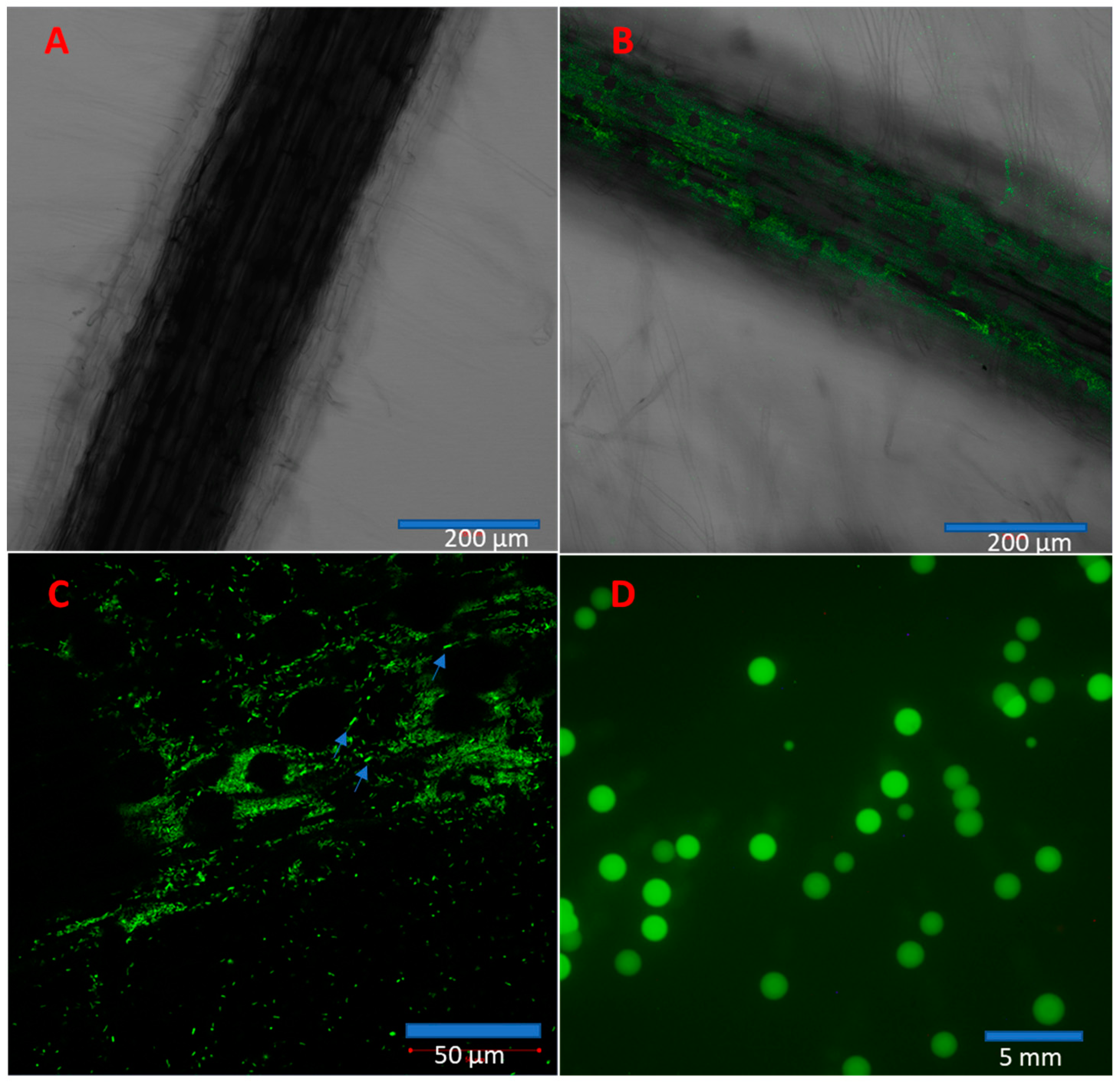 Microorganisms 11 00376 g007 Microorganisms 11 00376 g007