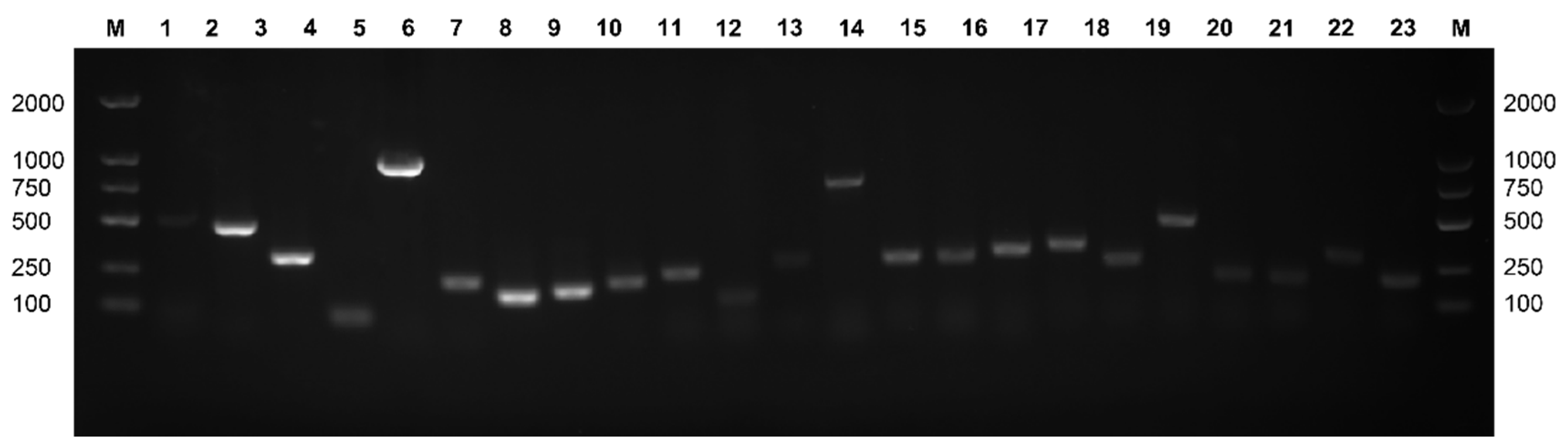 Microorganisms 11 00379 g005 Microorganisms 11 00379 g005