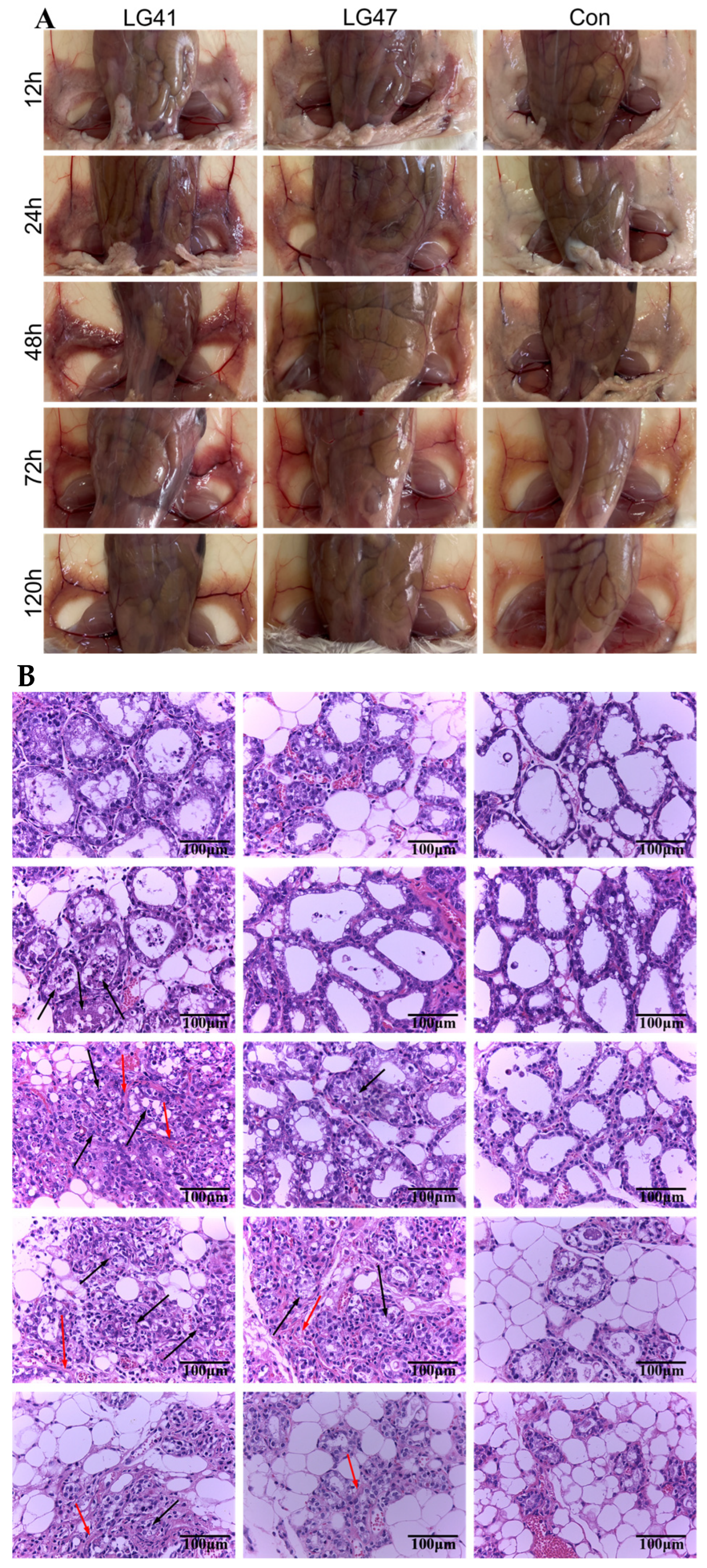 Microorganisms 11 00379 g008a Microorganisms 11 00379 g008a
