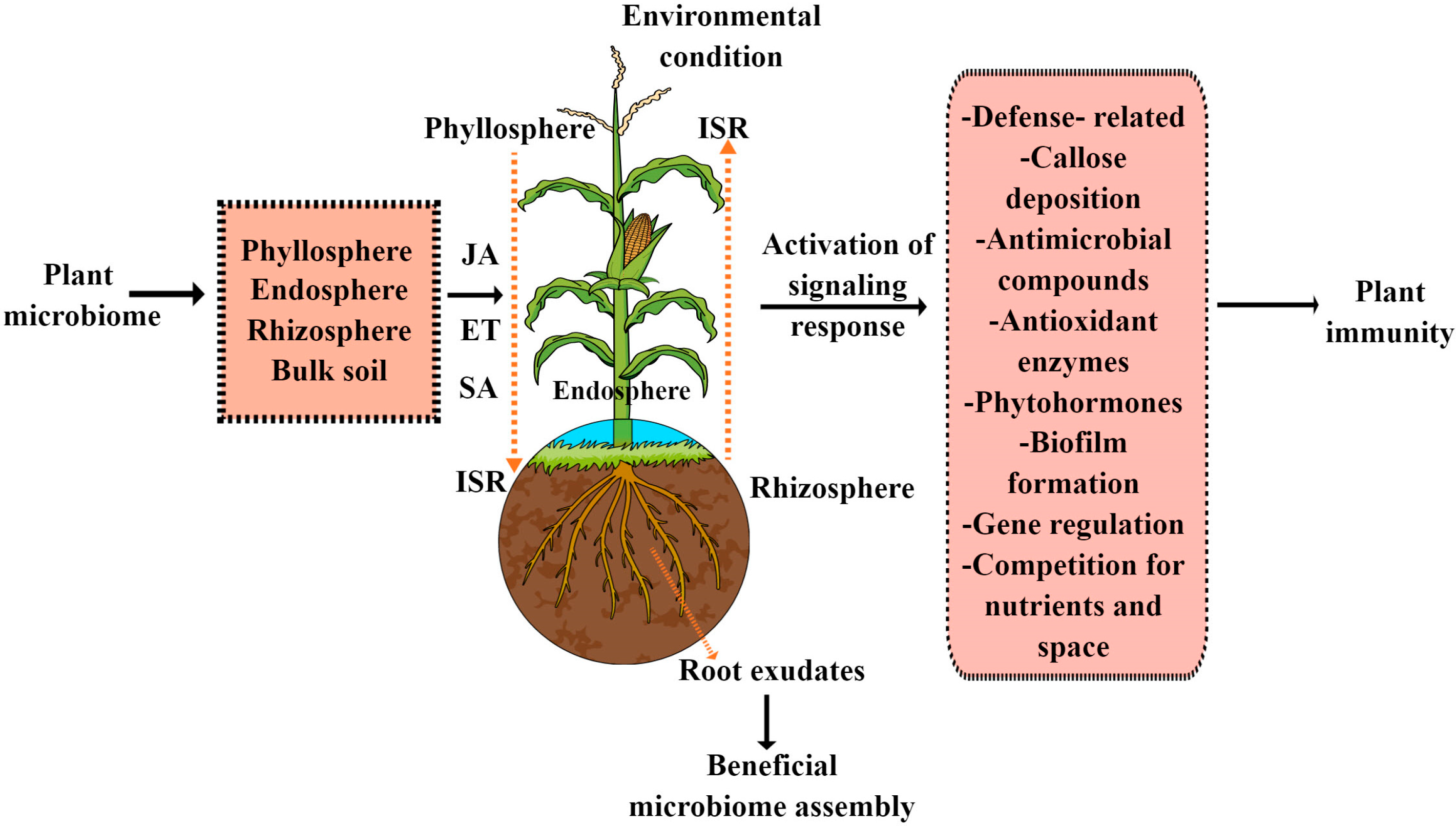 Plant pathogen evades immune system by targeting the microbiome