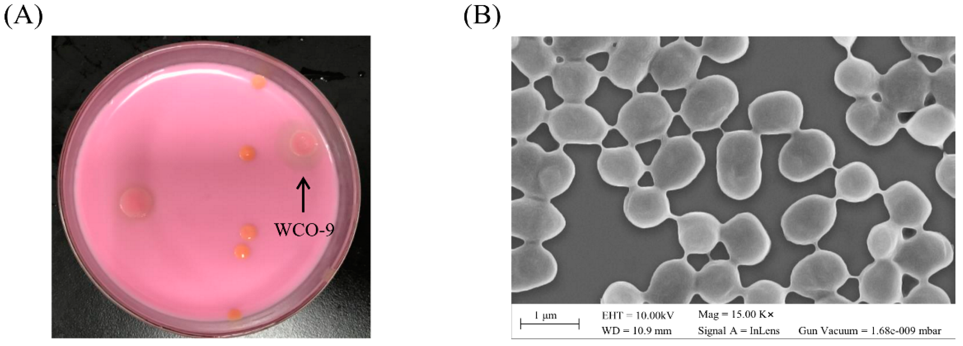 Microorganisms 11 00407 g001