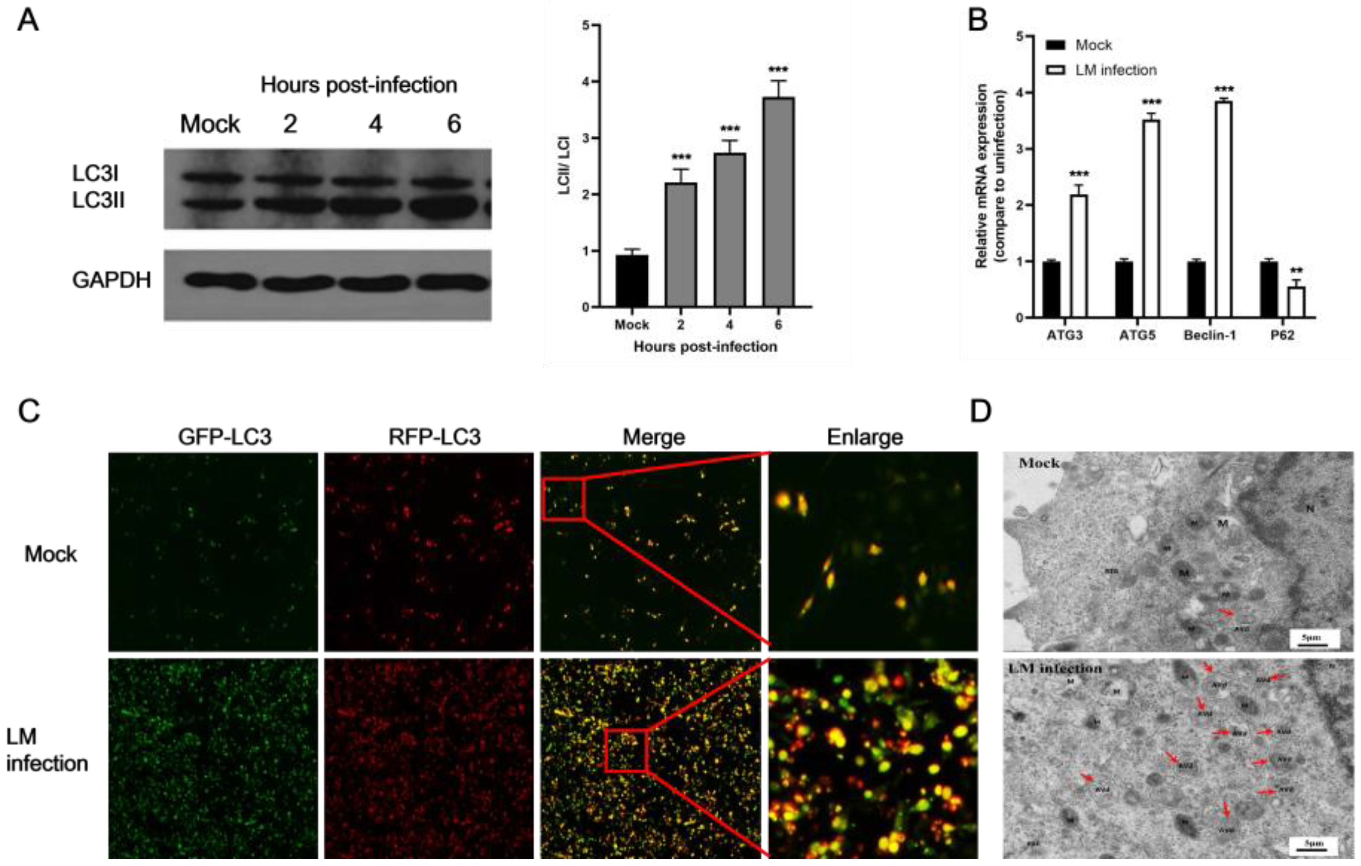 Microorganisms 11 00408 g001