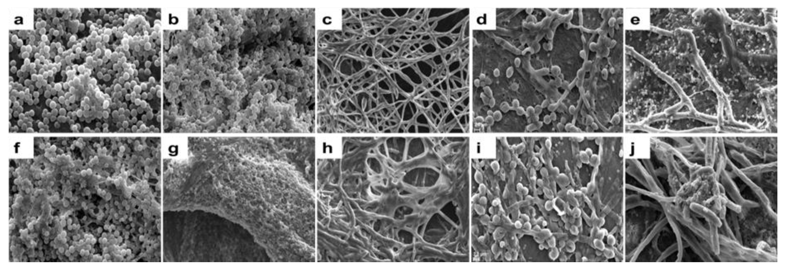 Microorganisms 11 00413 g005