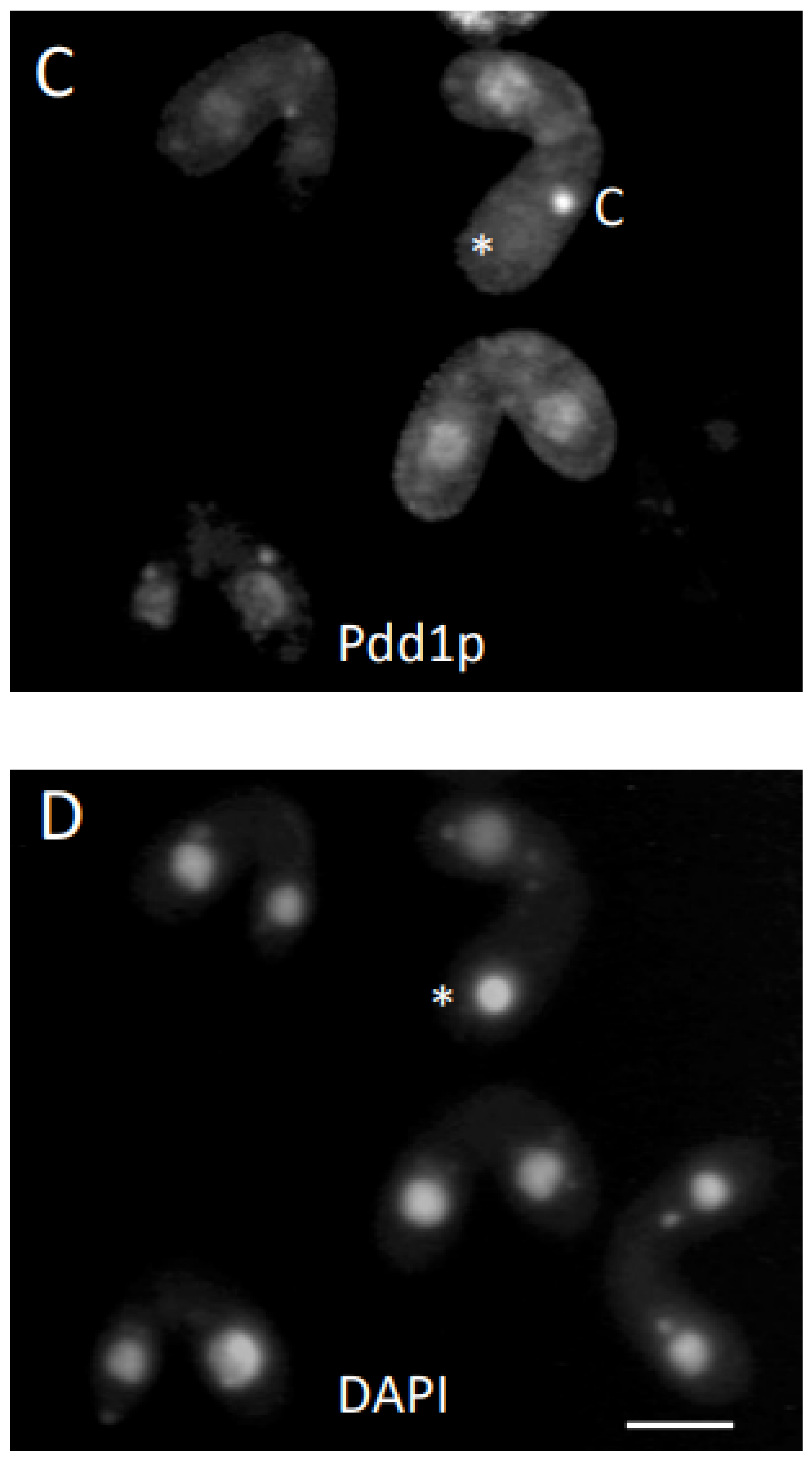 Microorganisms 11 00418 g003b