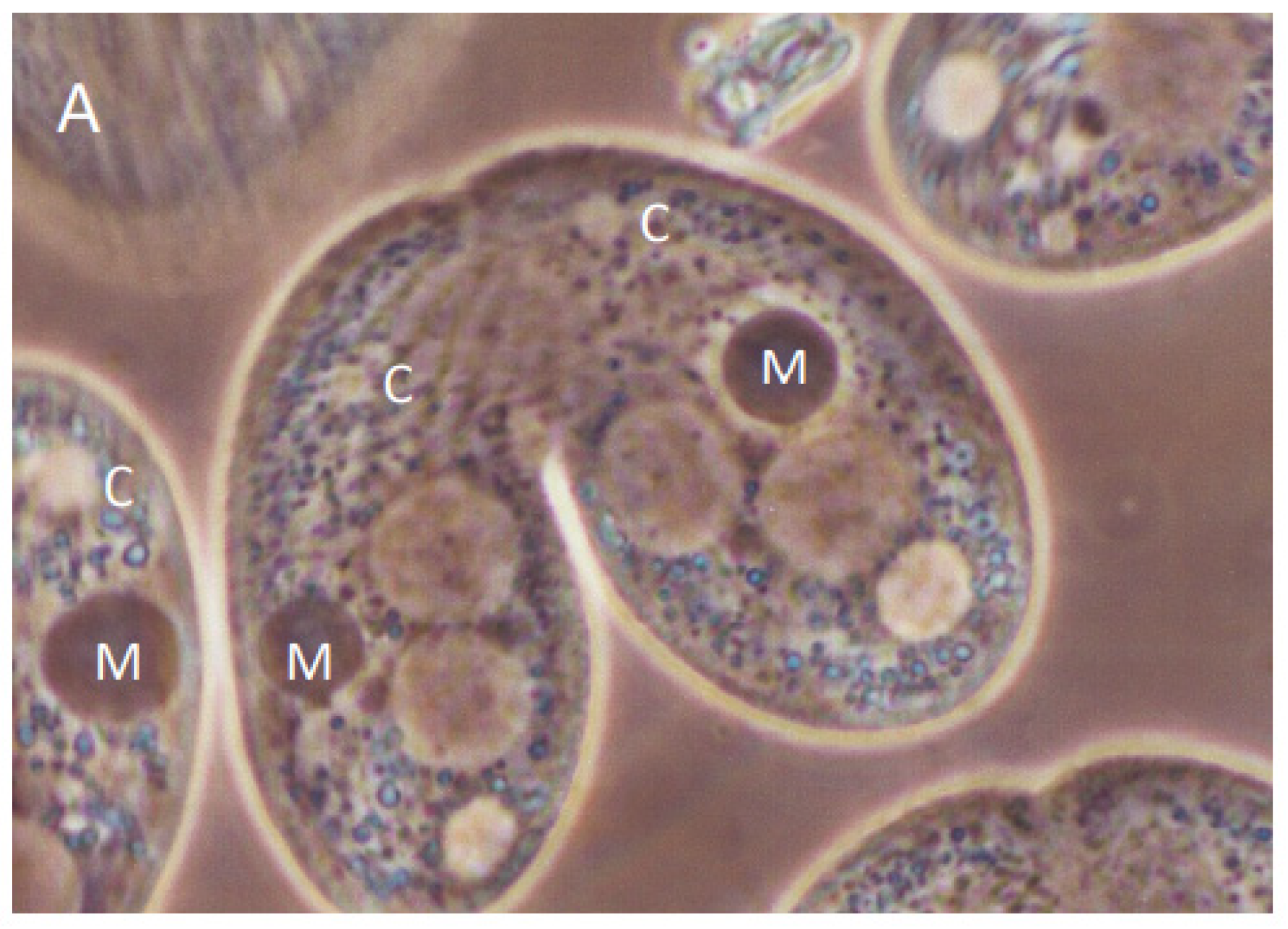 Microorganisms 11 00418 g005a