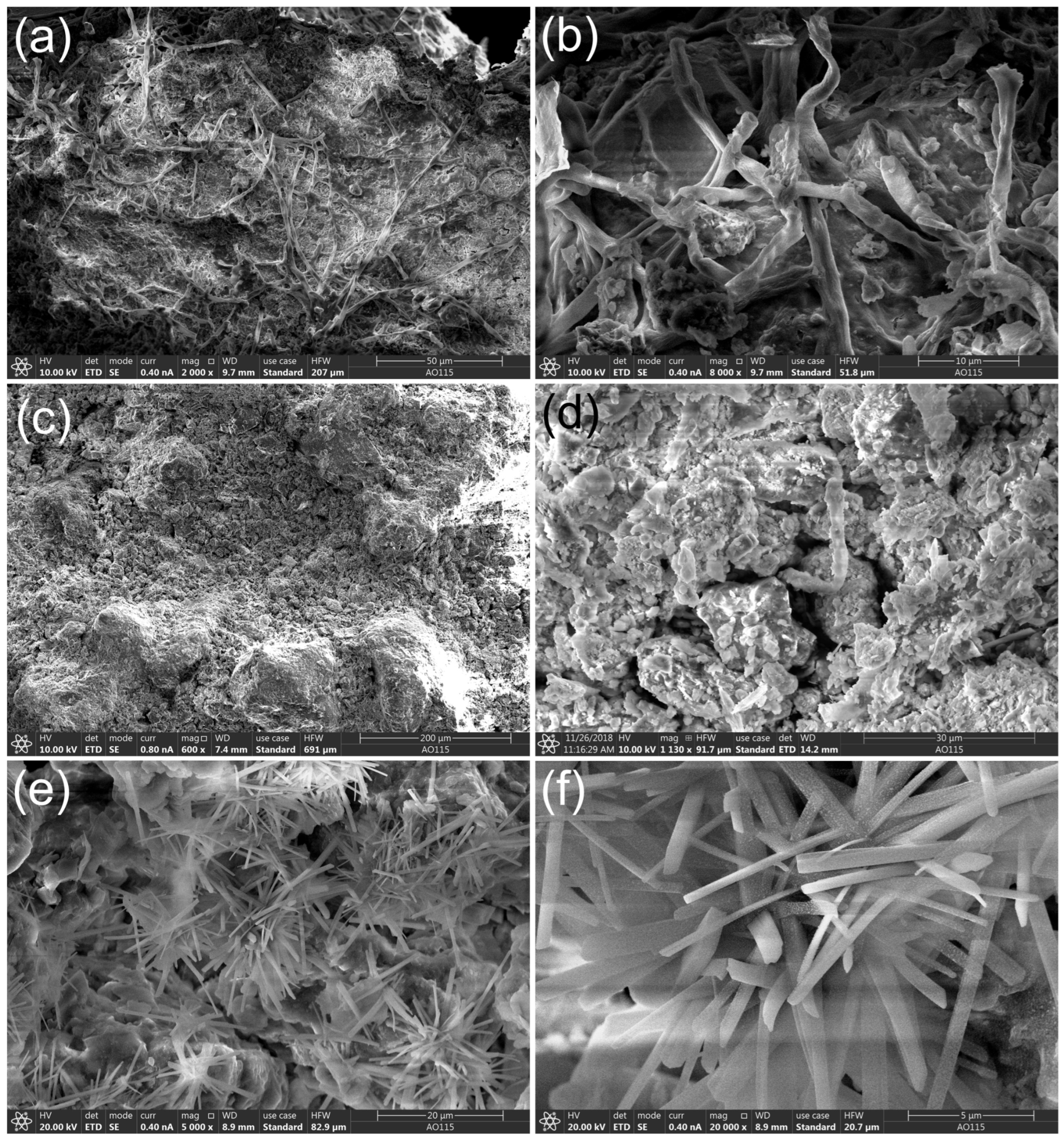 Microorganisms 11 00429 g002 Microorganisms 11 00429 g002