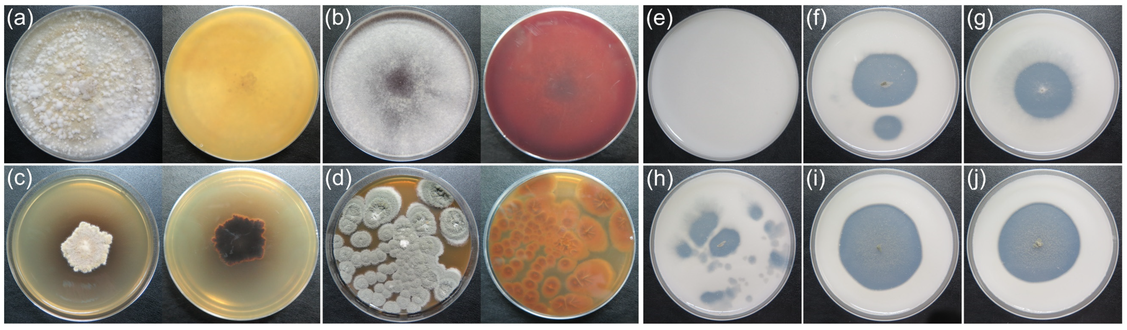 Microorganisms 11 00429 g008 Microorganisms 11 00429 g008