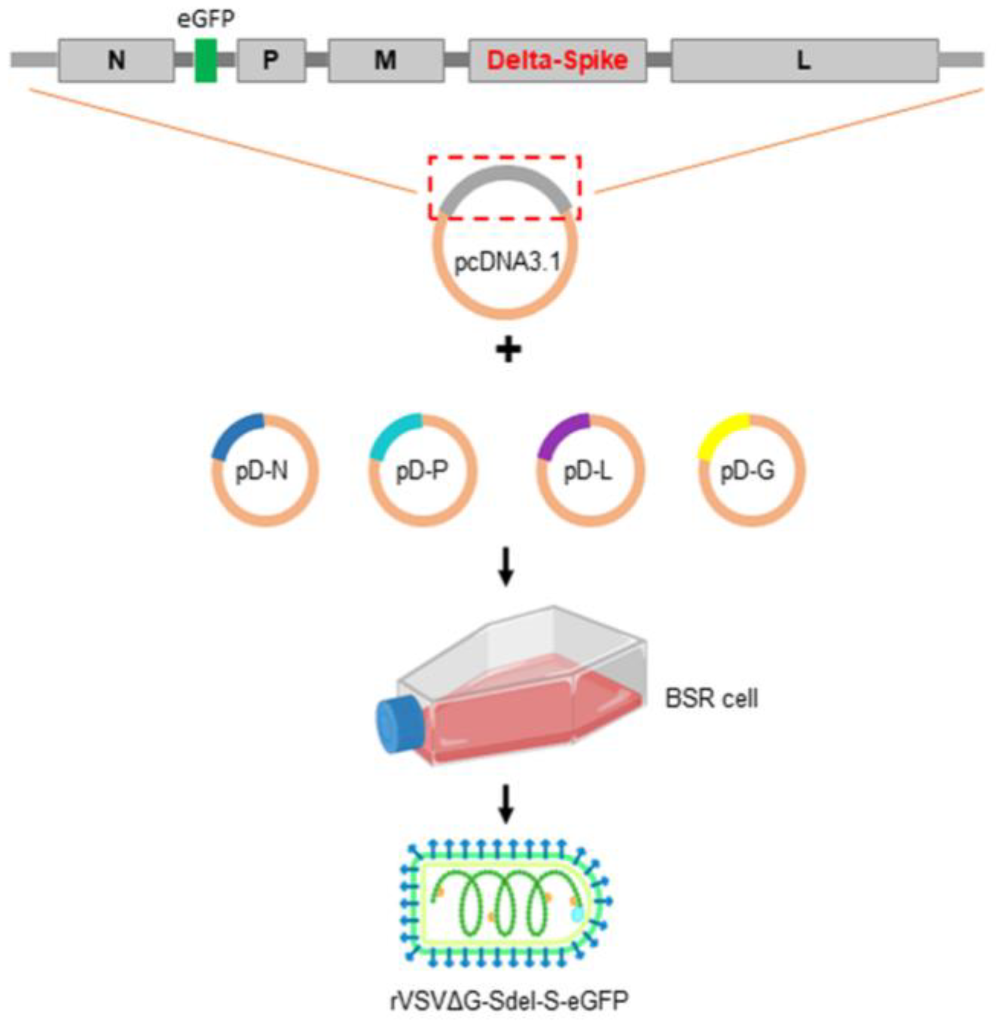 Free FullText Characterization of a Vesicular