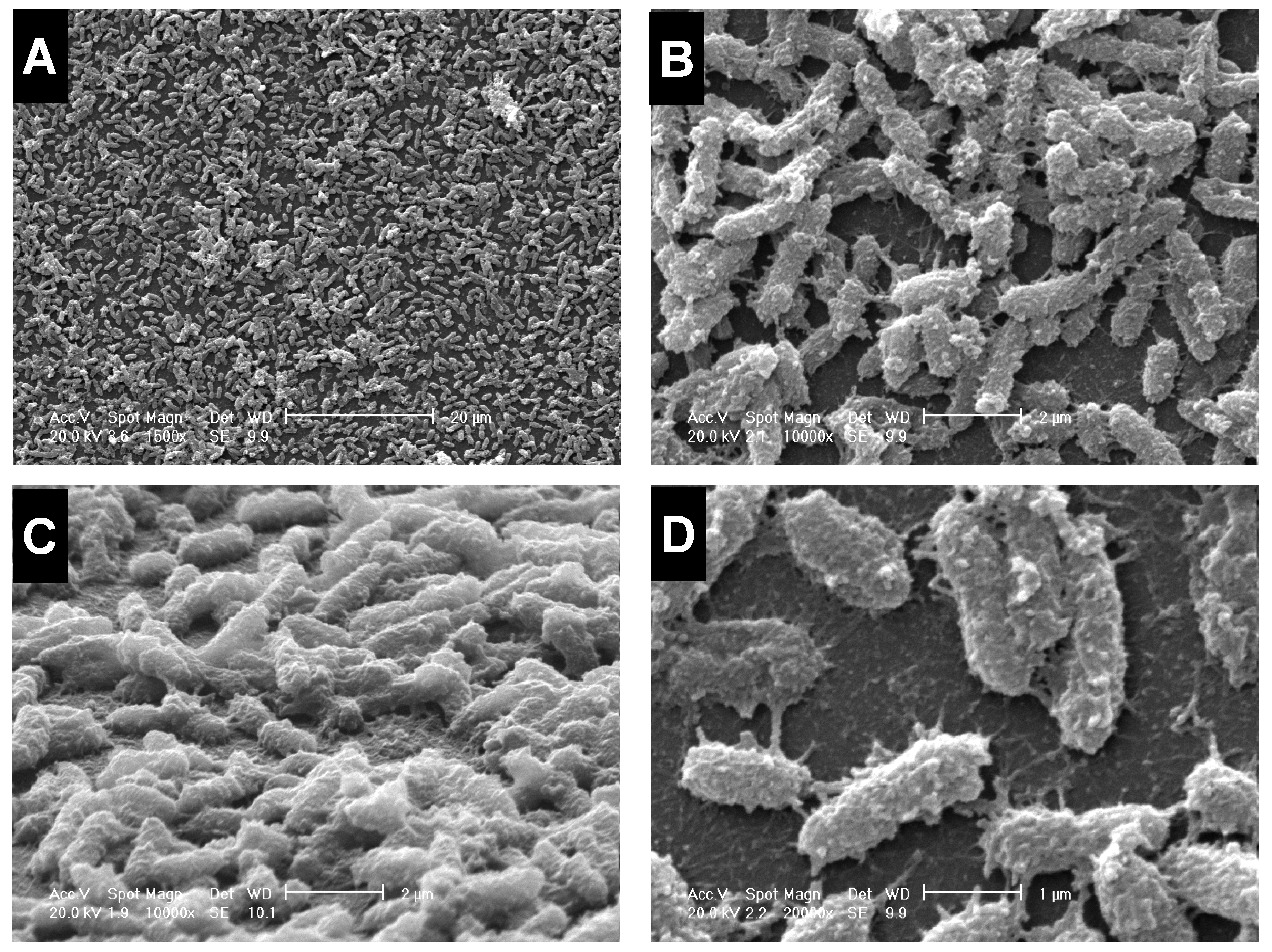 Microorganisms 11 00442 g002 Microorganisms 11 00442 g002