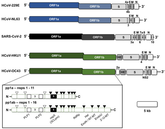 Evaluating the Virology and Evolution of Seasonal Human Coronaviruses ...
