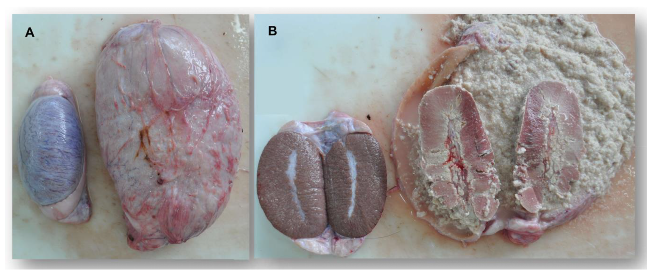 Microorganisms 11 00478 g002