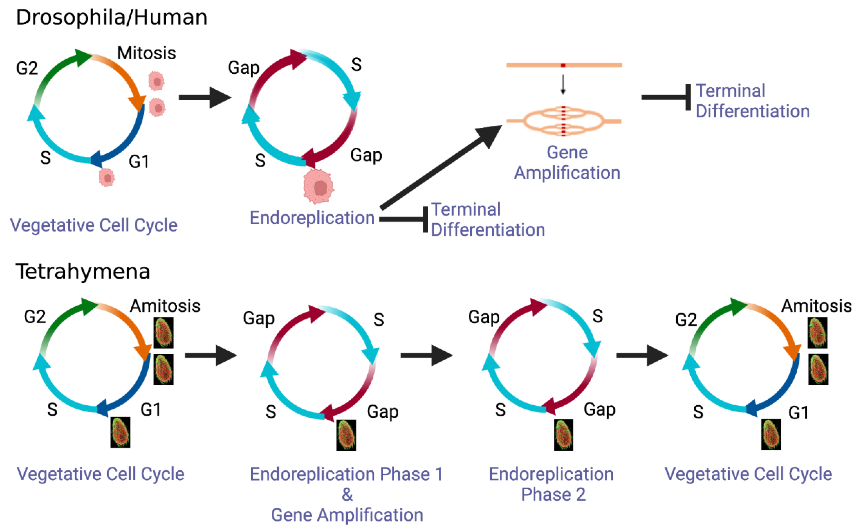 Free FullText Developmentally Programmed Switches