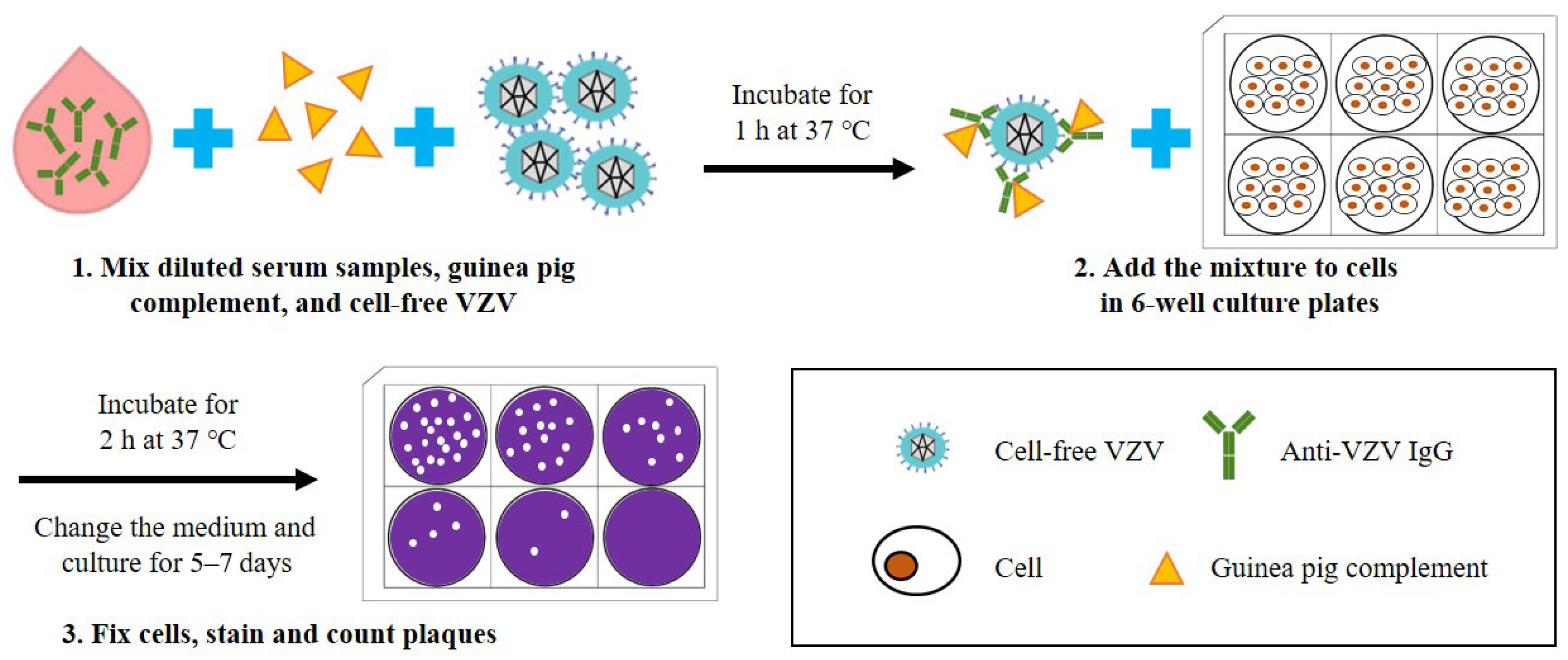 Current Methods for the Detection of Antibodies of Varicella-Zoster ...