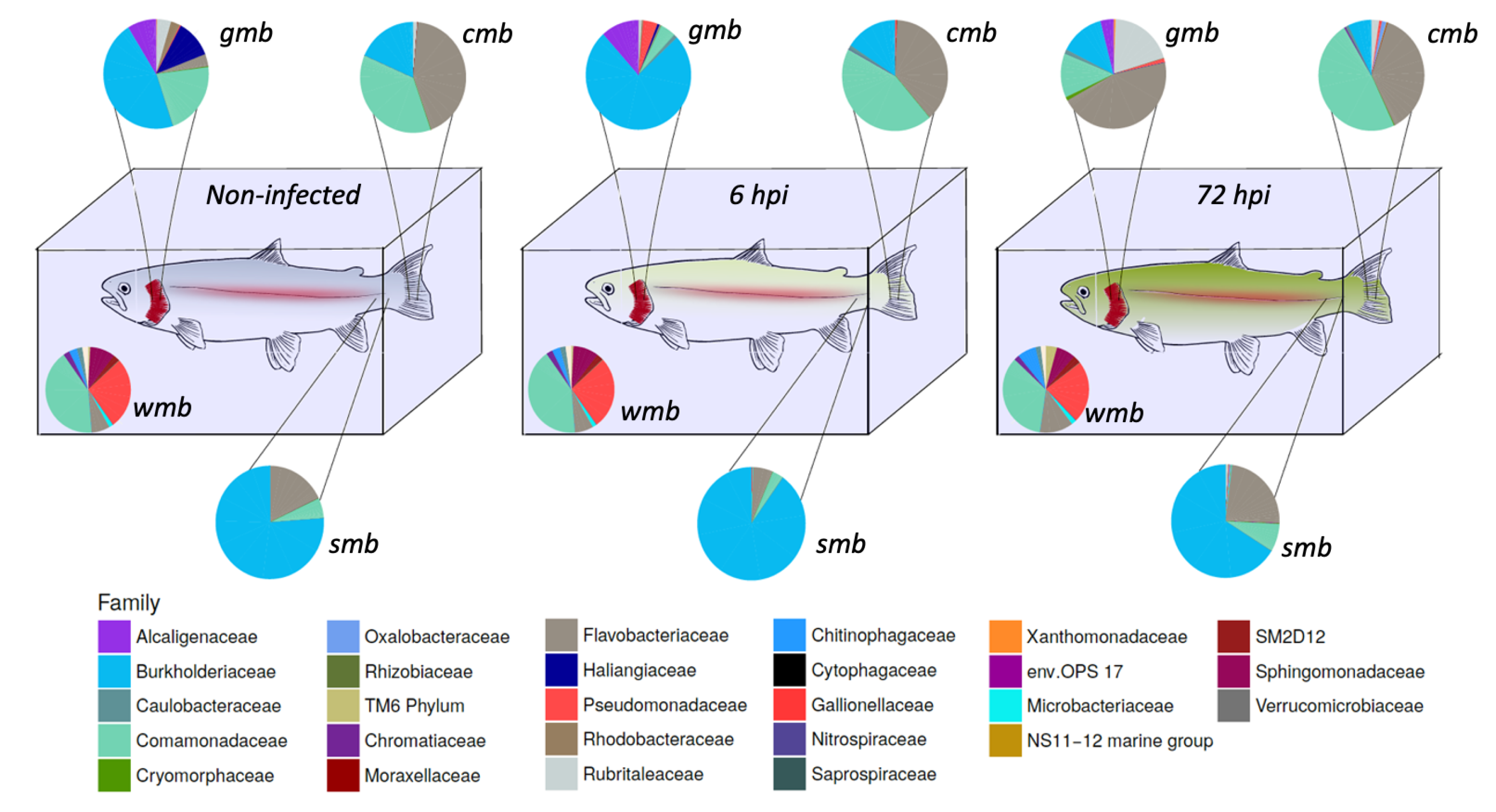 Microorganisms 11 00539 g001