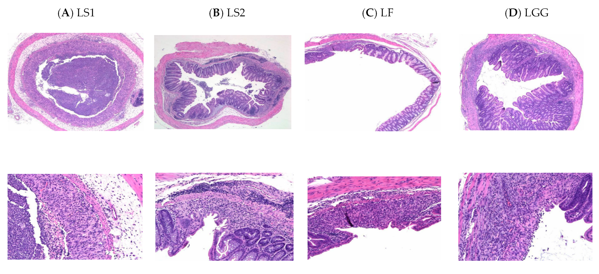 Microorganisms 11 00547 g002