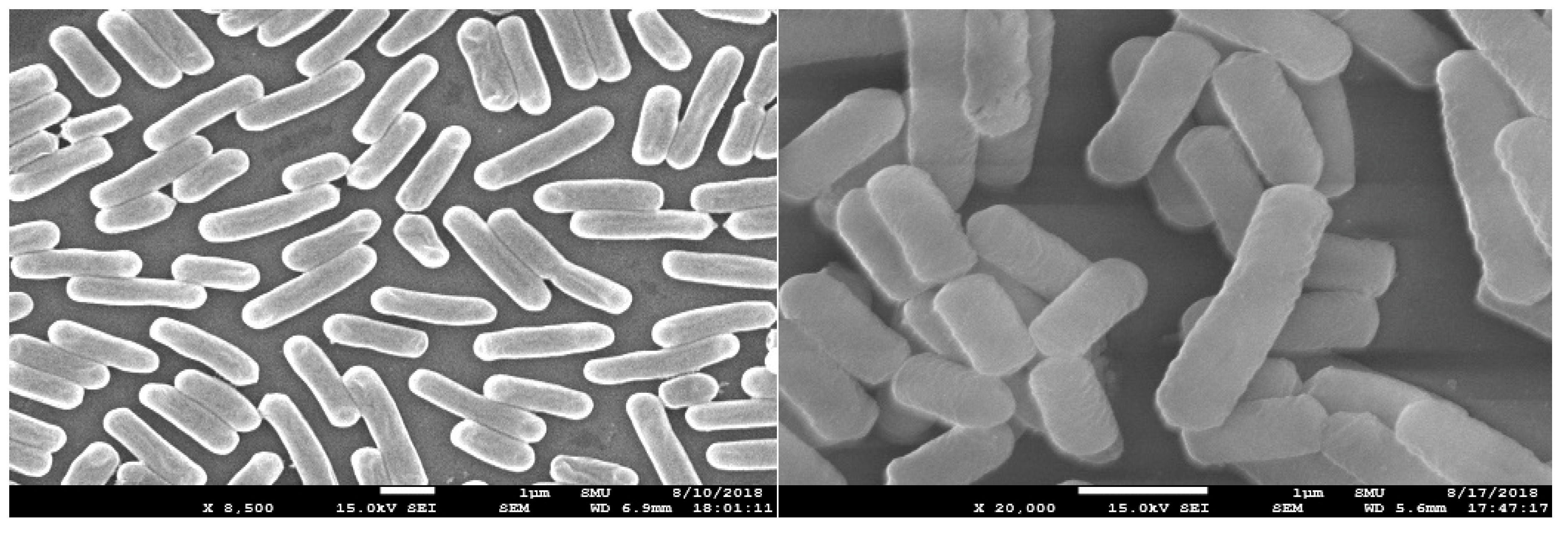 Microorganisms 11 00547 g004