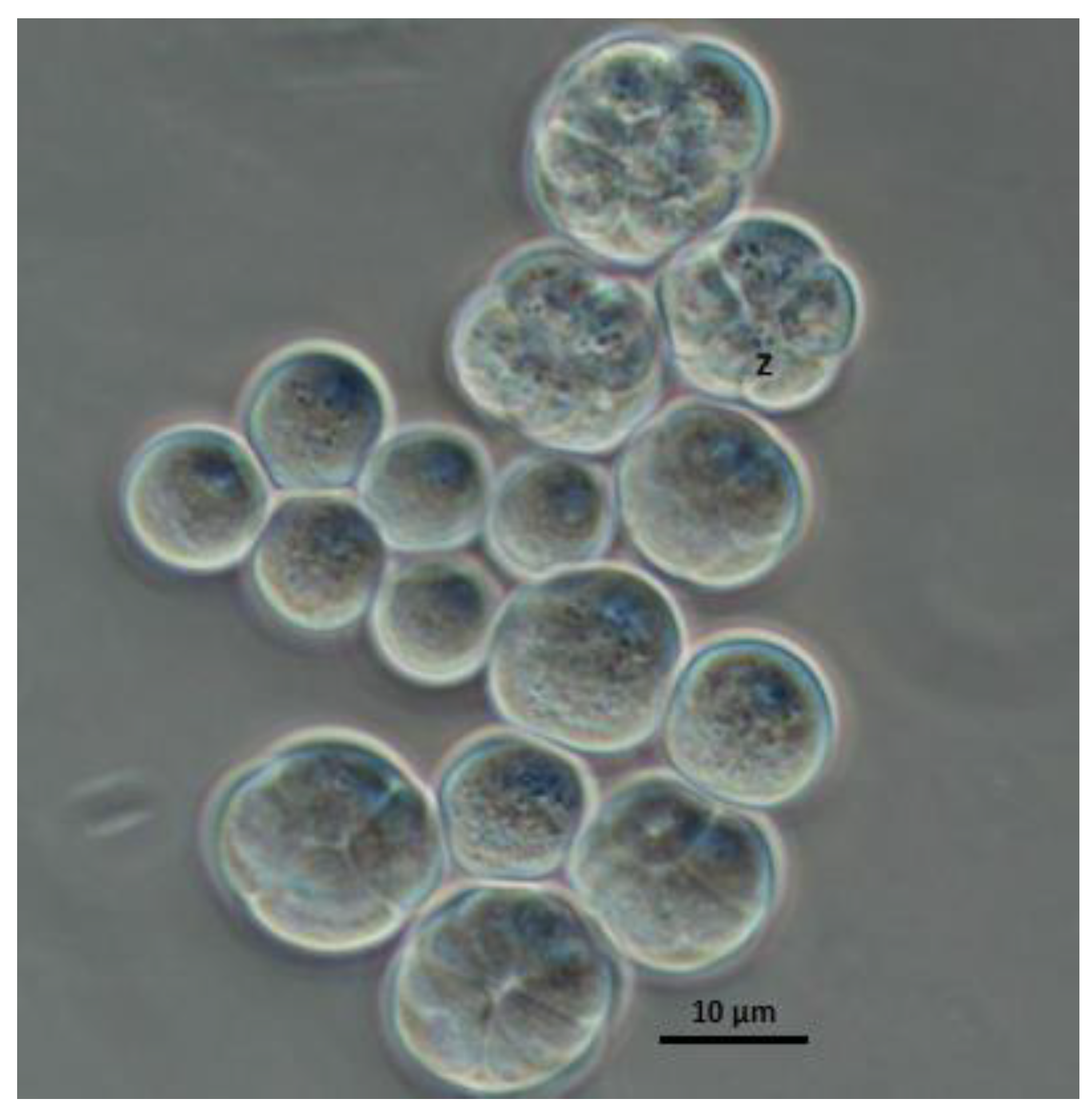 Microorganisms 11 00559 g002