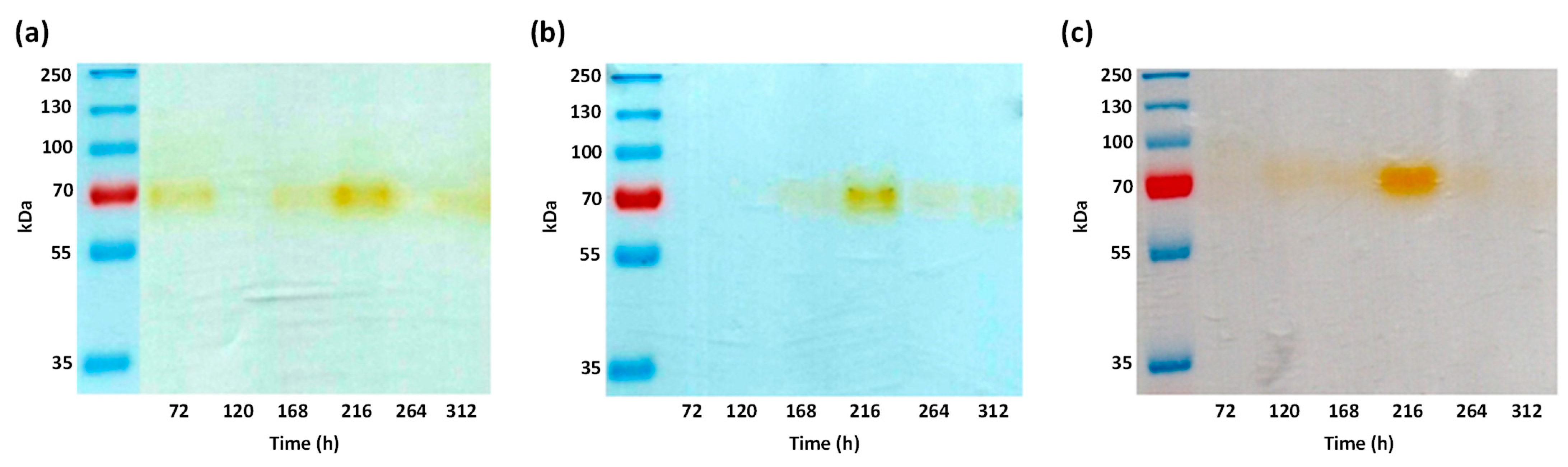 Microorganisms 11 00568 g002