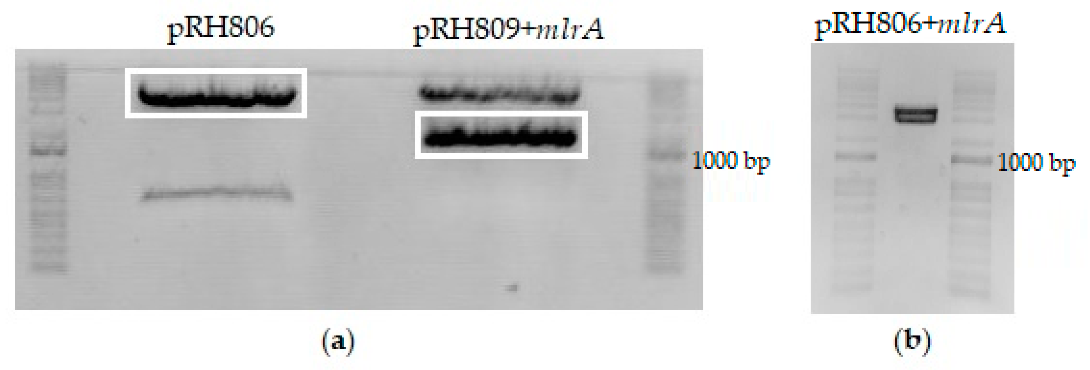 Microorganisms 11 00575 g003
