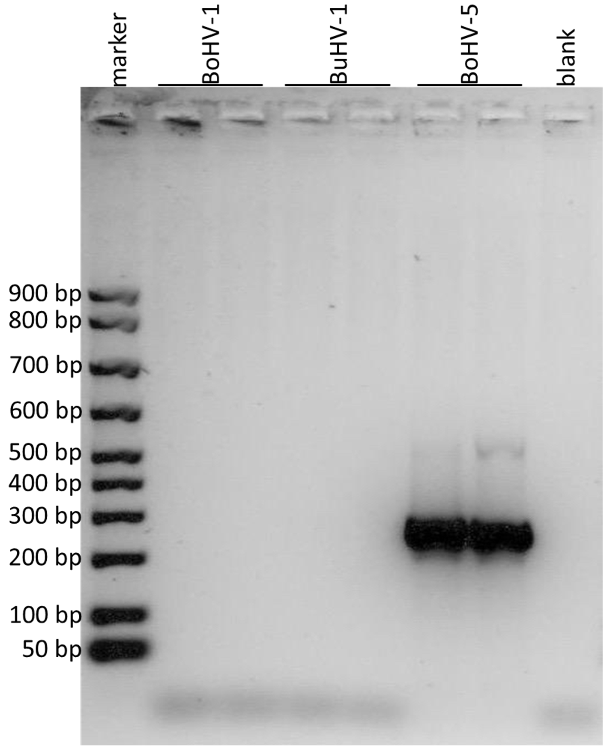 Microorganisms 11 00577 g004
