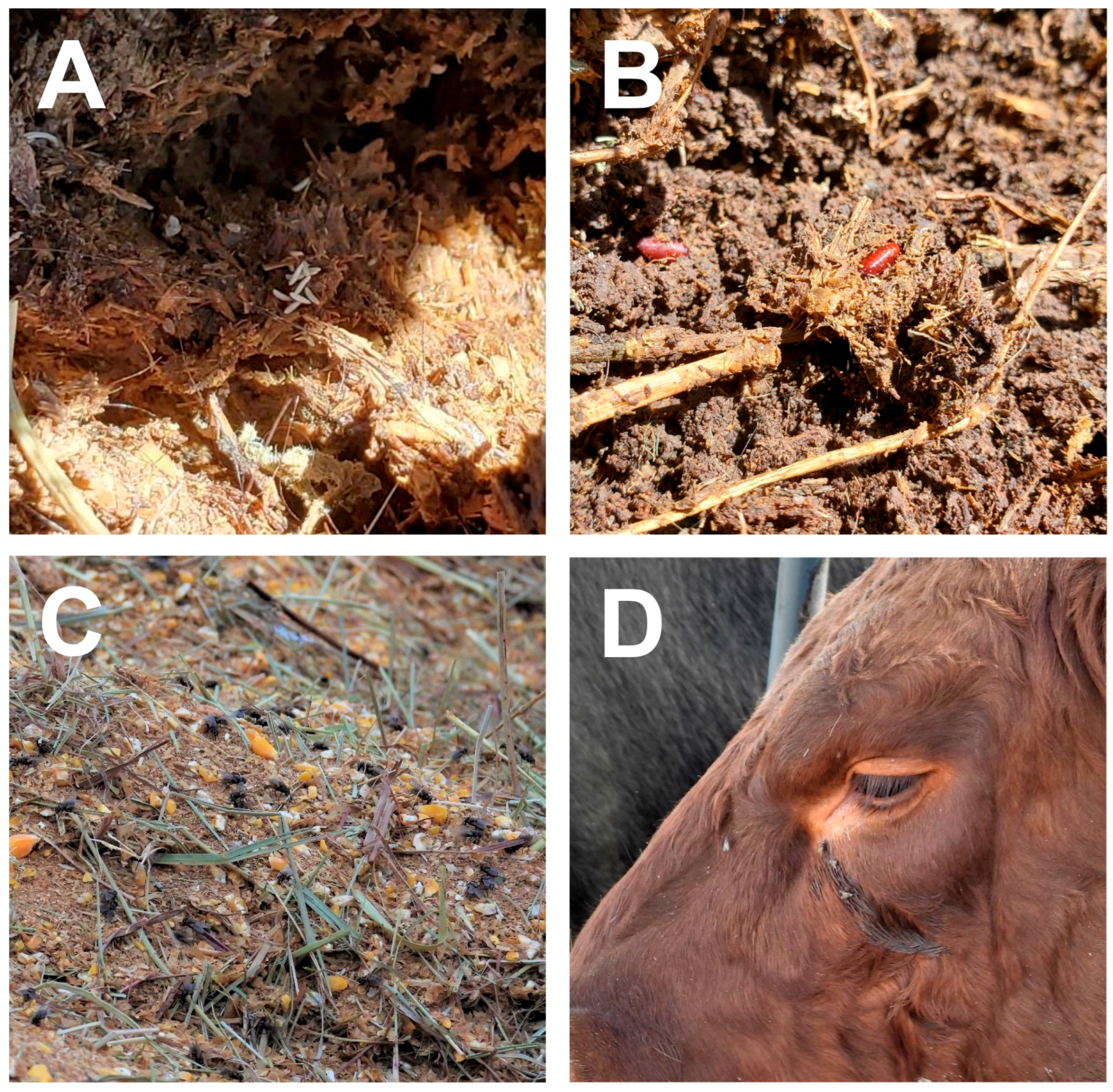 Microorganisms 11 00583 g001