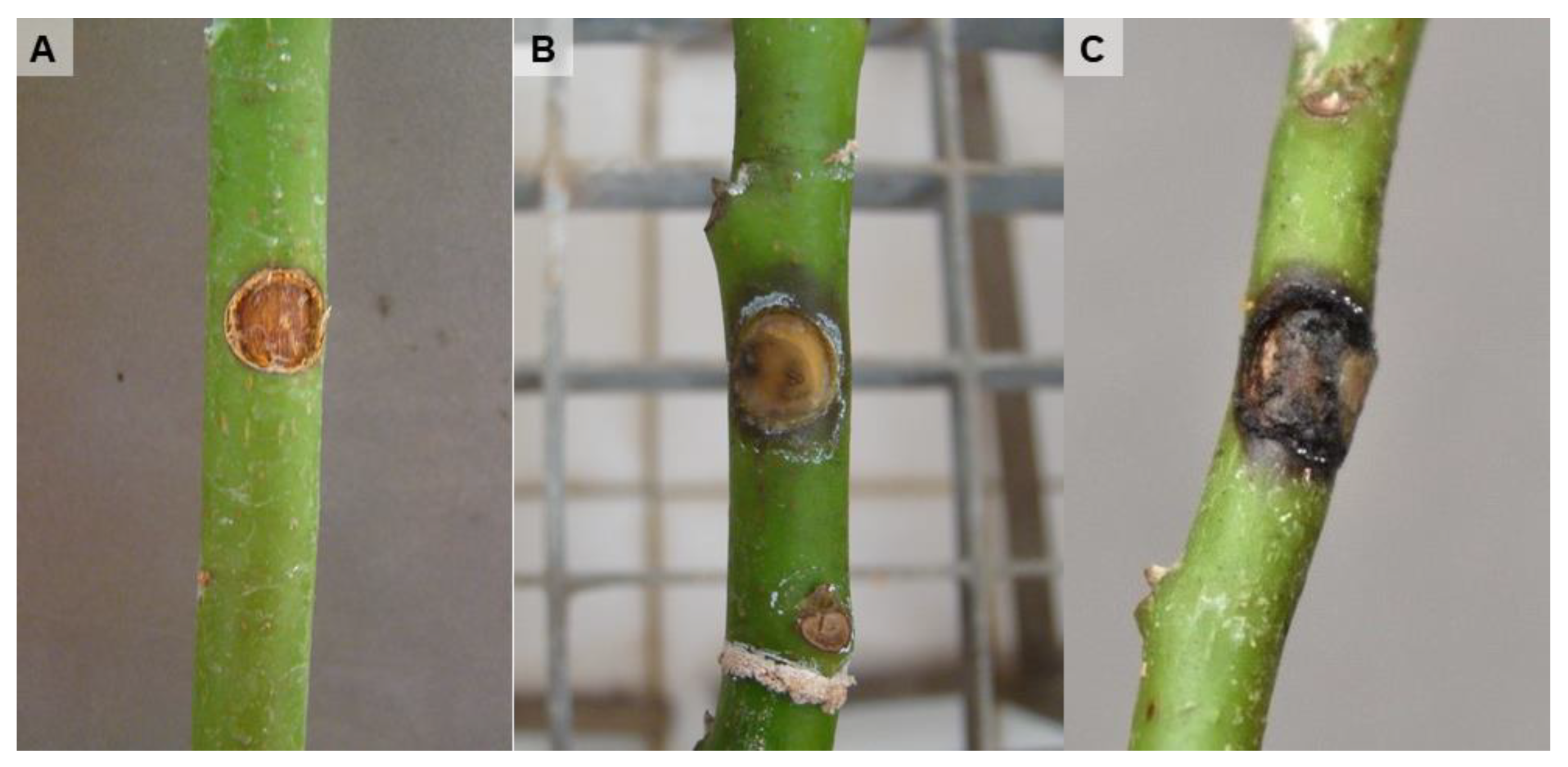 Microorganisms 11 00585 g005 Microorganisms 11 00585 g005