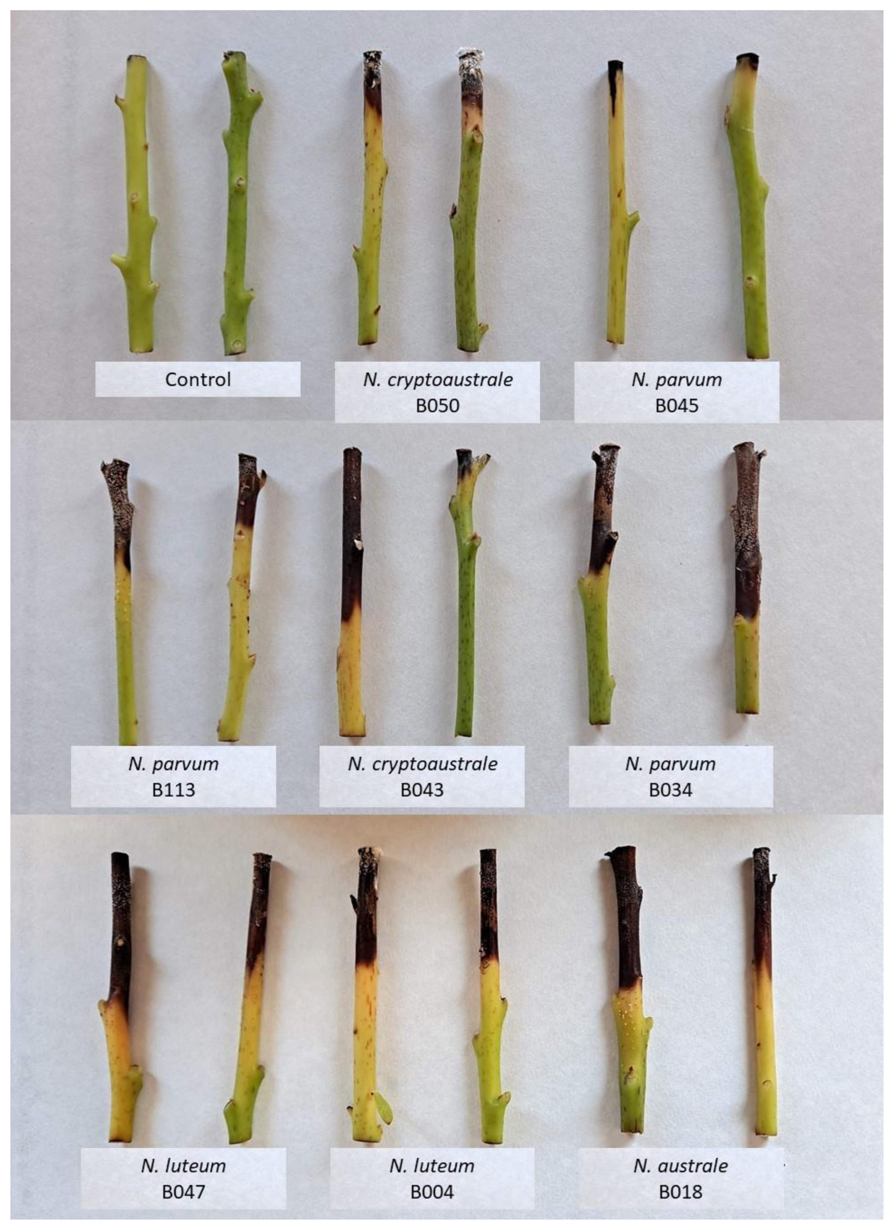 Microorganisms 11 00585 g007 Microorganisms 11 00585 g007