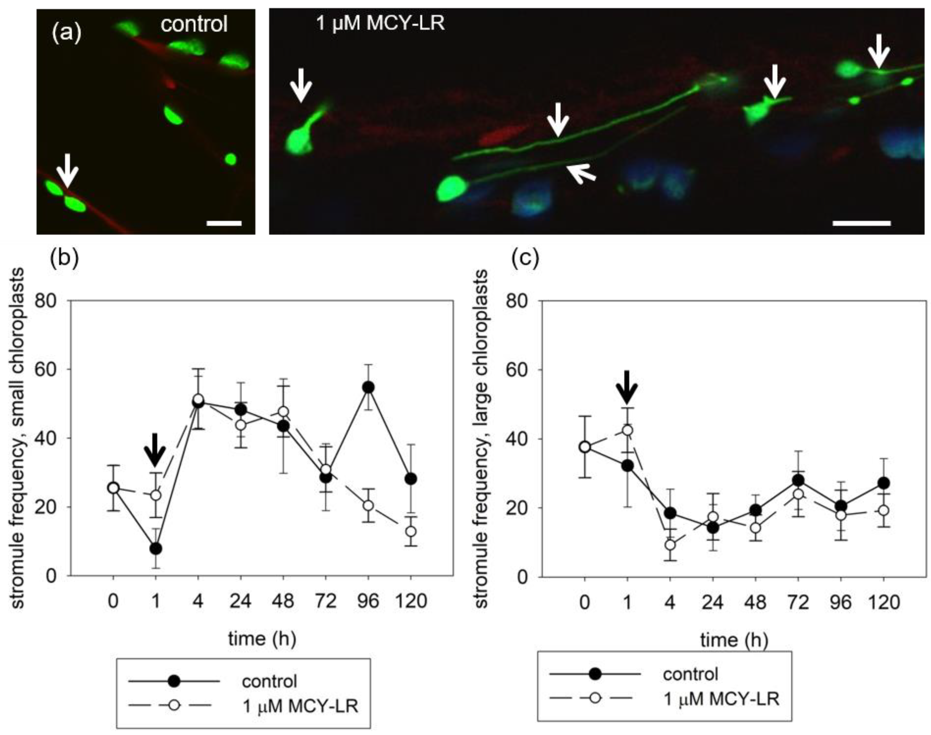 Microorganisms 11 00586 g004