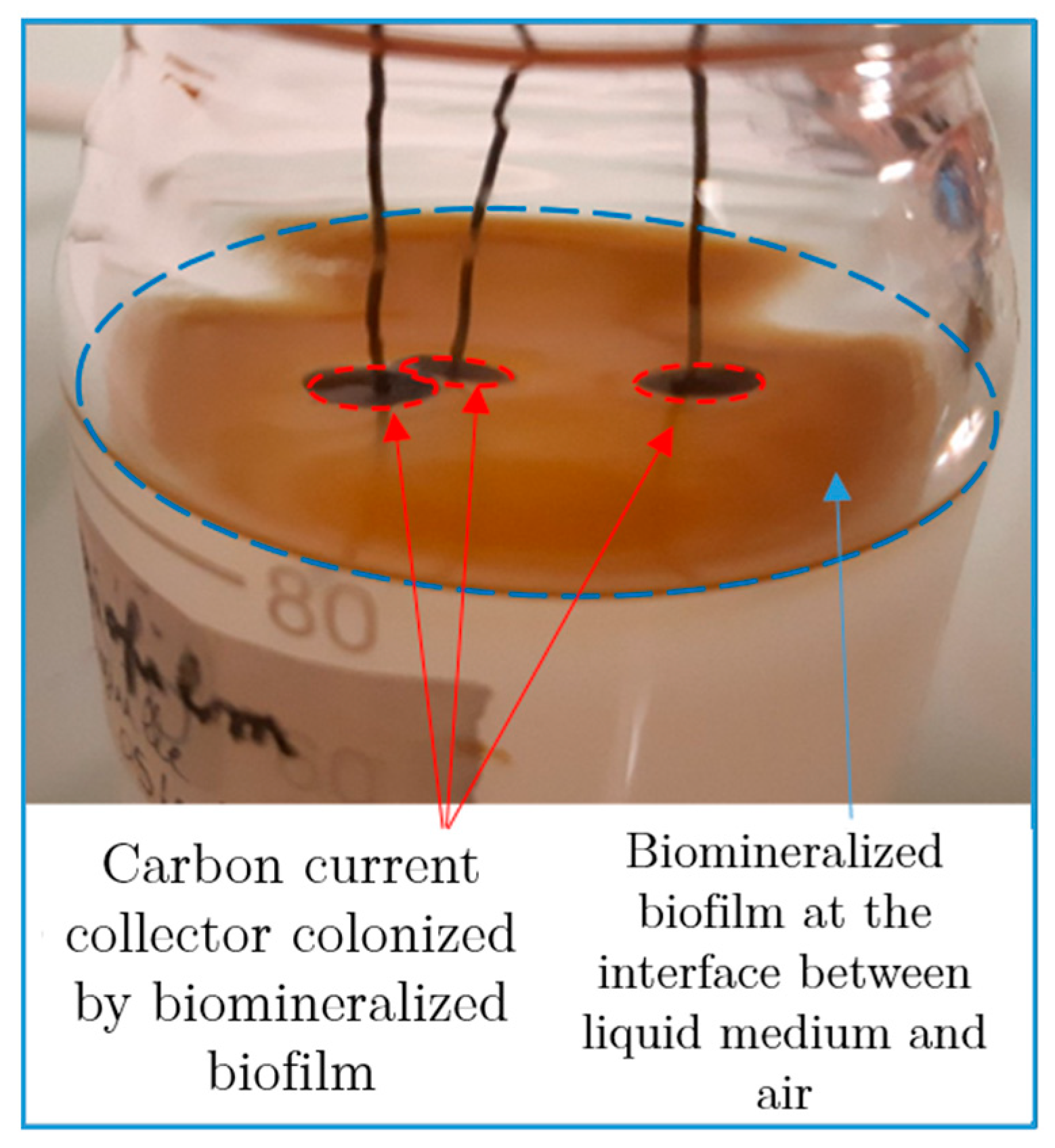 Microorganisms 11 00603 g002
