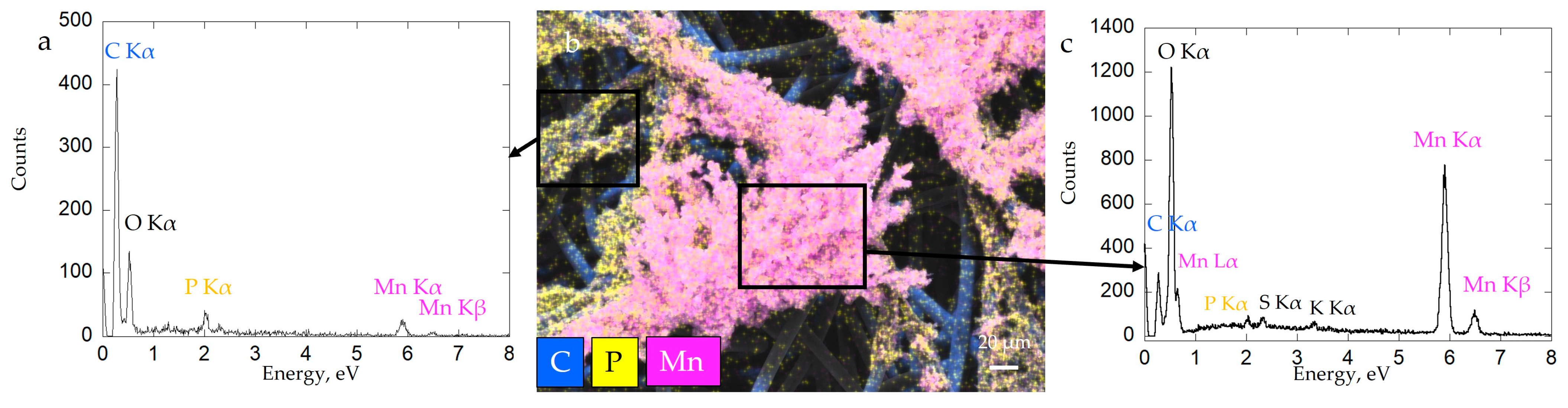 Microorganisms 11 00603 g008