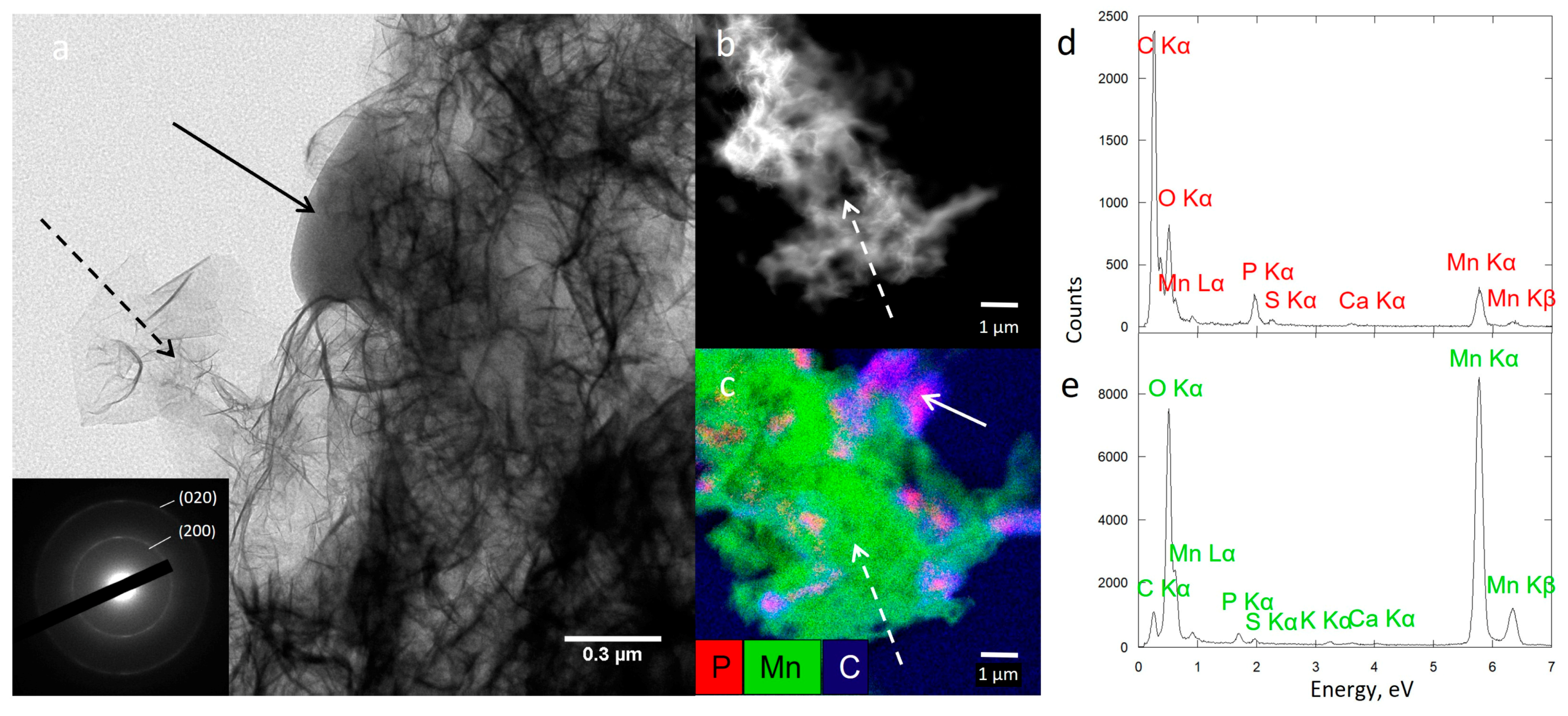 Microorganisms 11 00603 g009