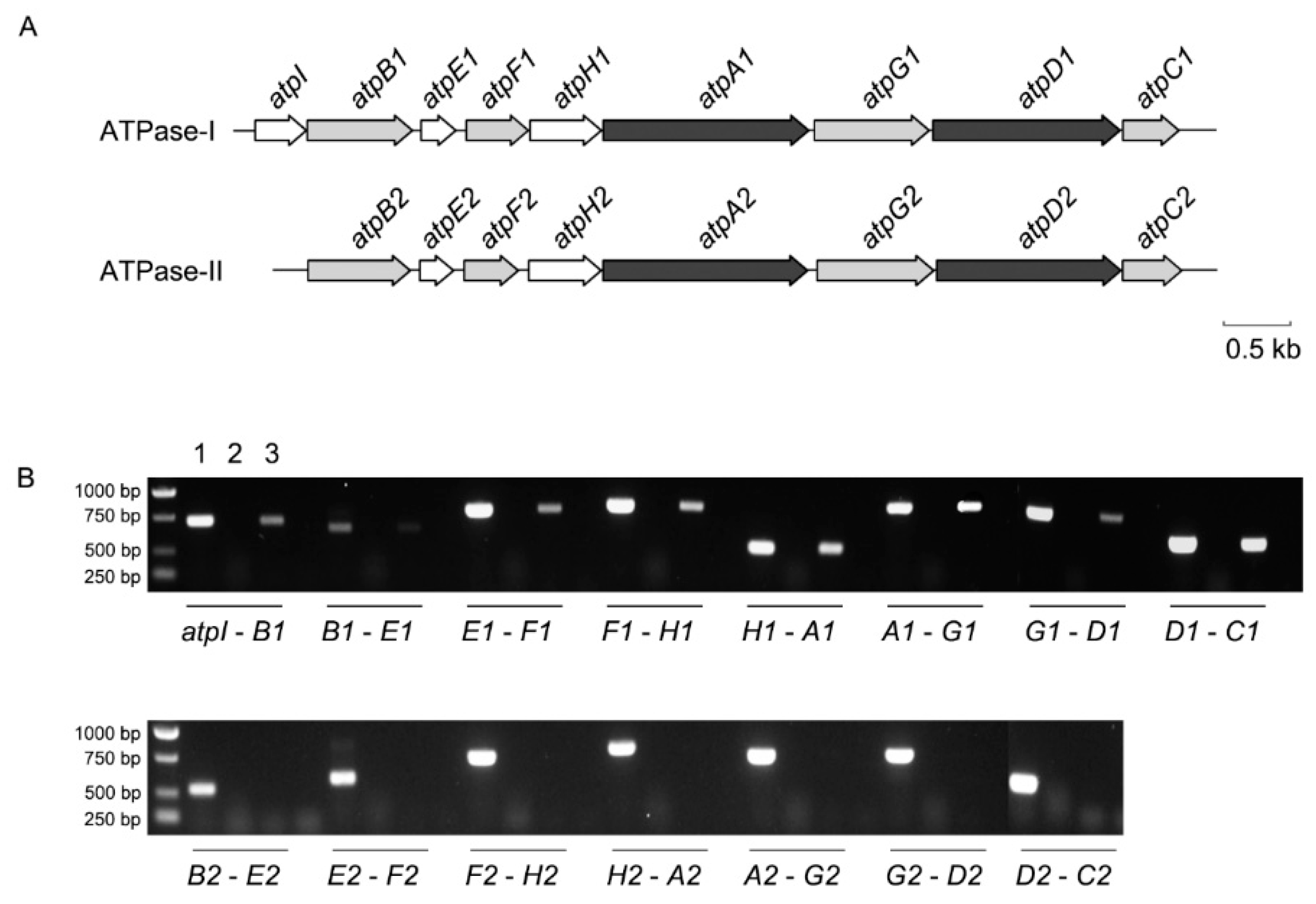 Microorganisms 11 00637 g001