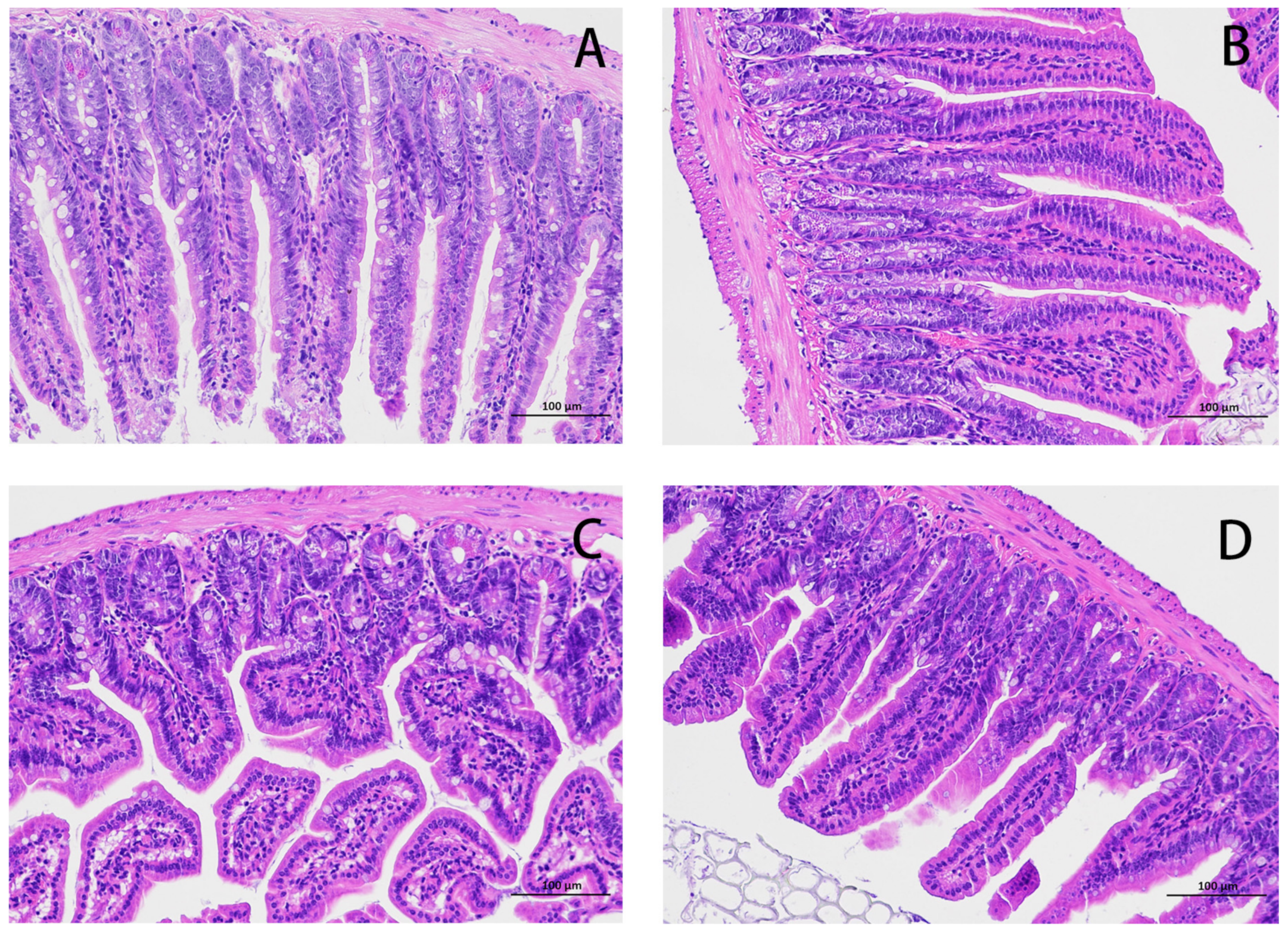 Light microscopy of Lactobacillus rhamnosus E/N (a, b) and PEN (c, d).