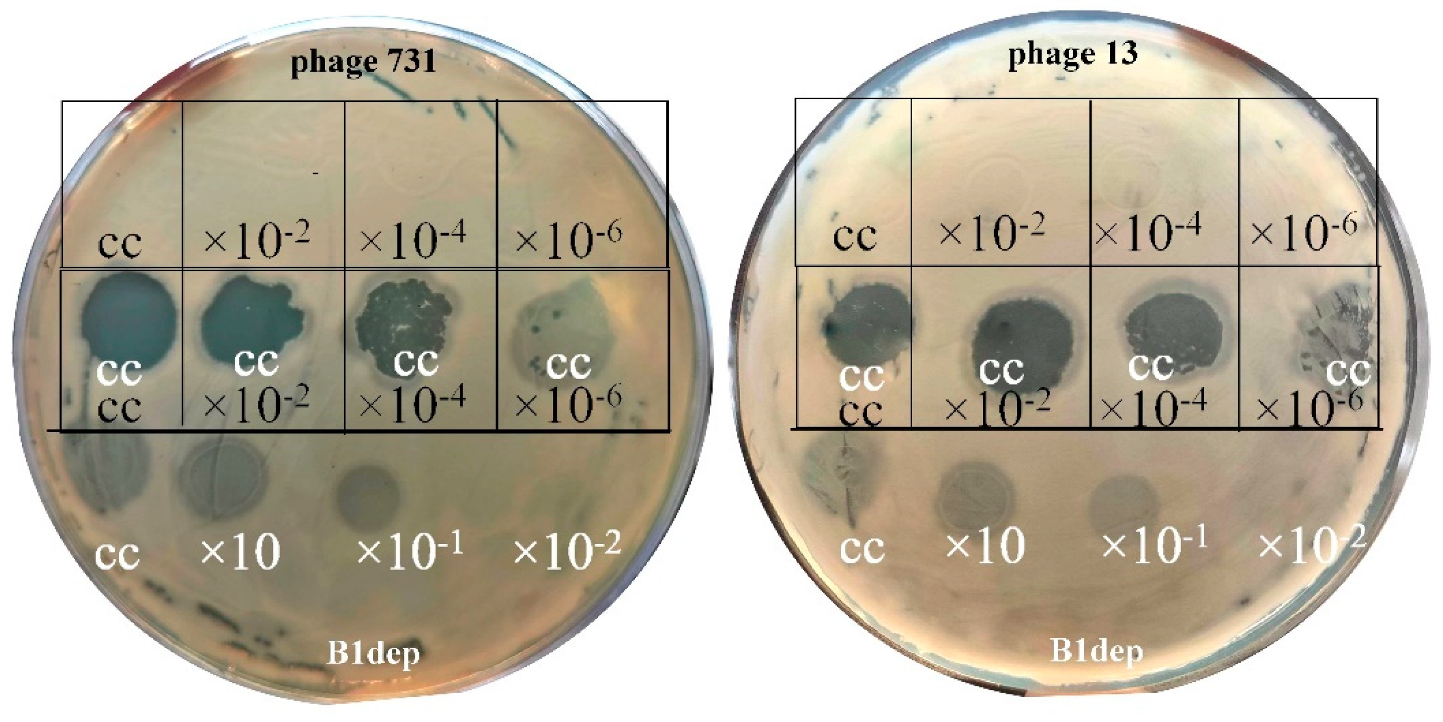Microorganisms 11 00669 g002 Microorganisms 11 00669 g002