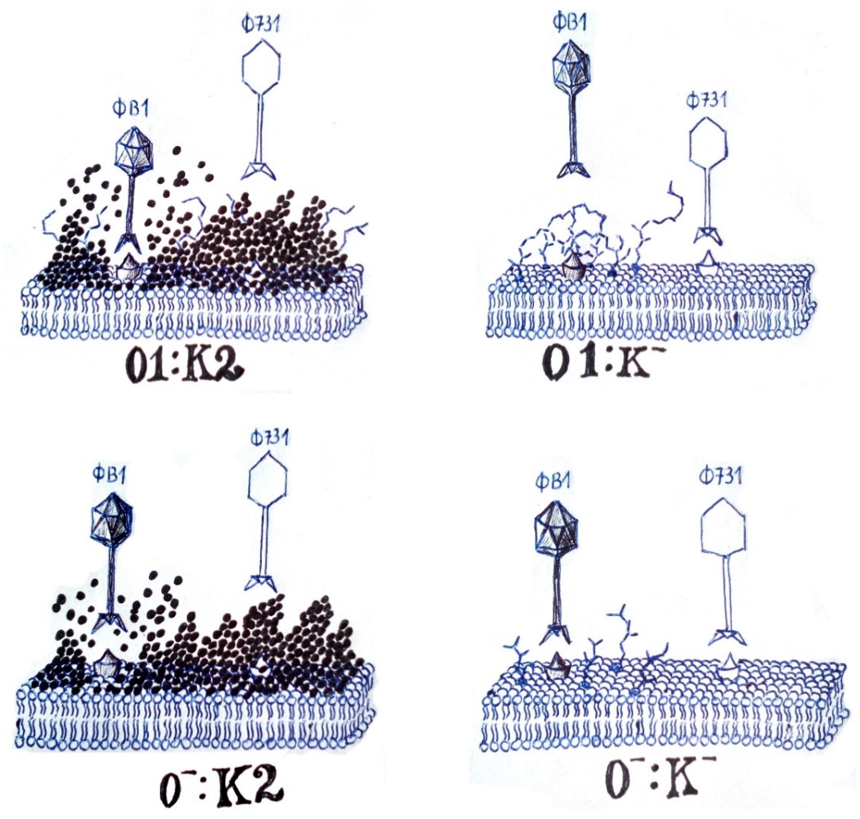 Microorganisms 11 00669 g007 Microorganisms 11 00669 g007