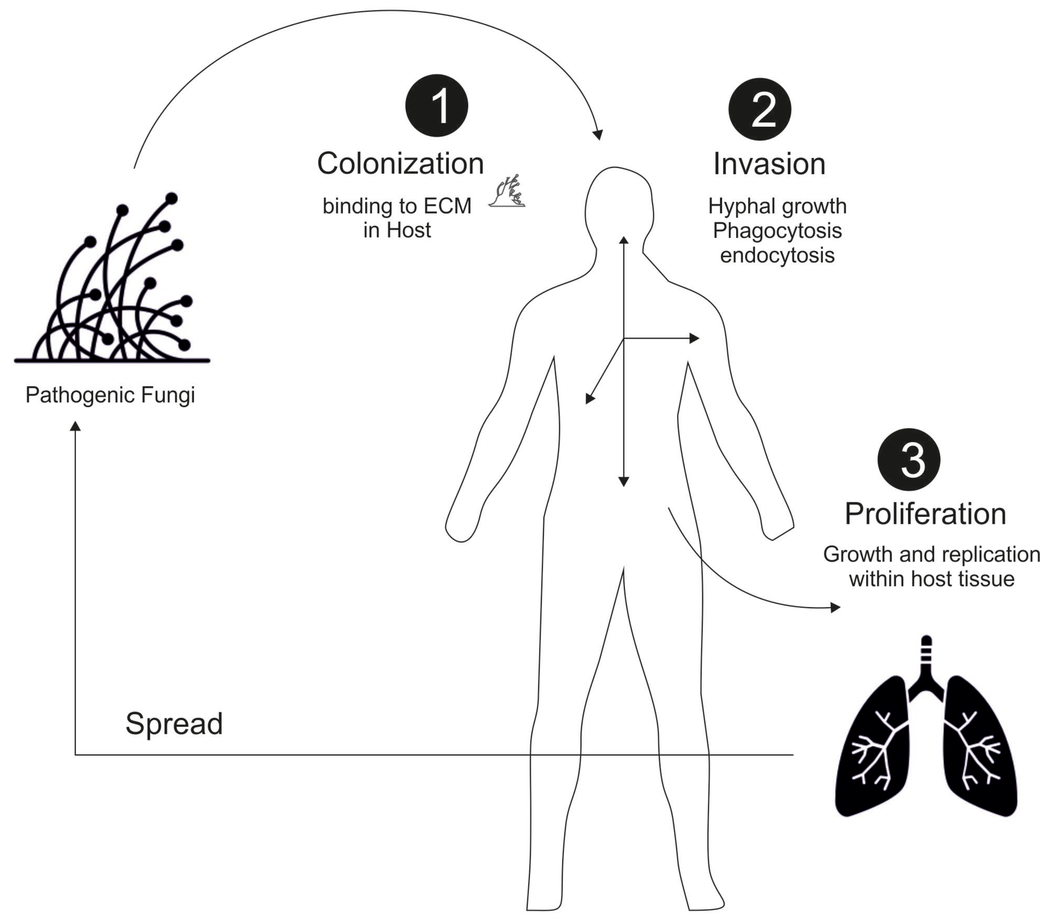 fungi microorganisms