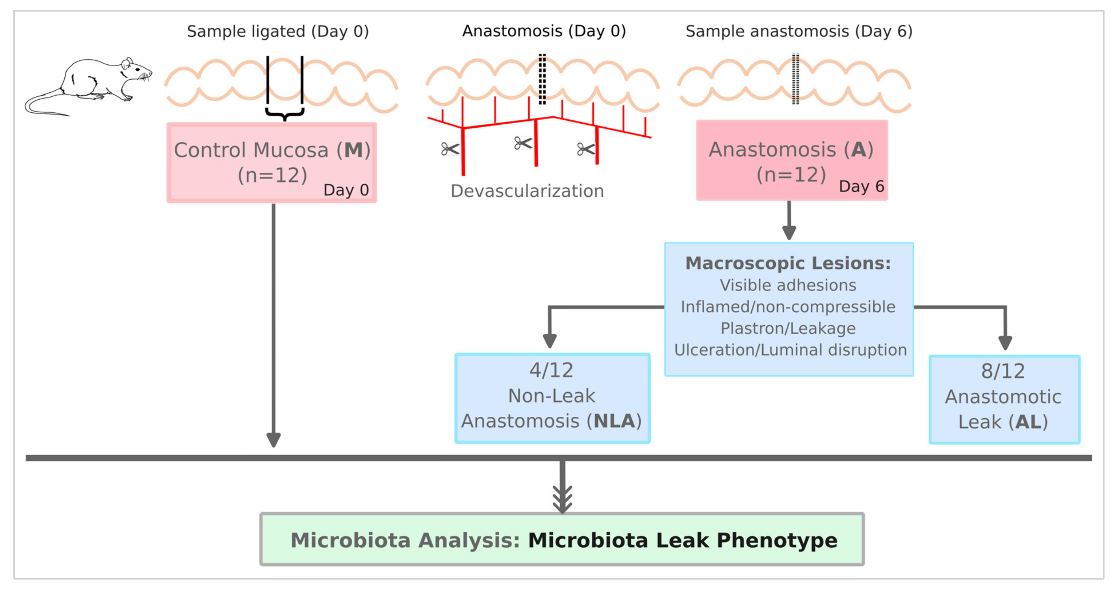 Free FullText Microbiota Phenotype Promotes