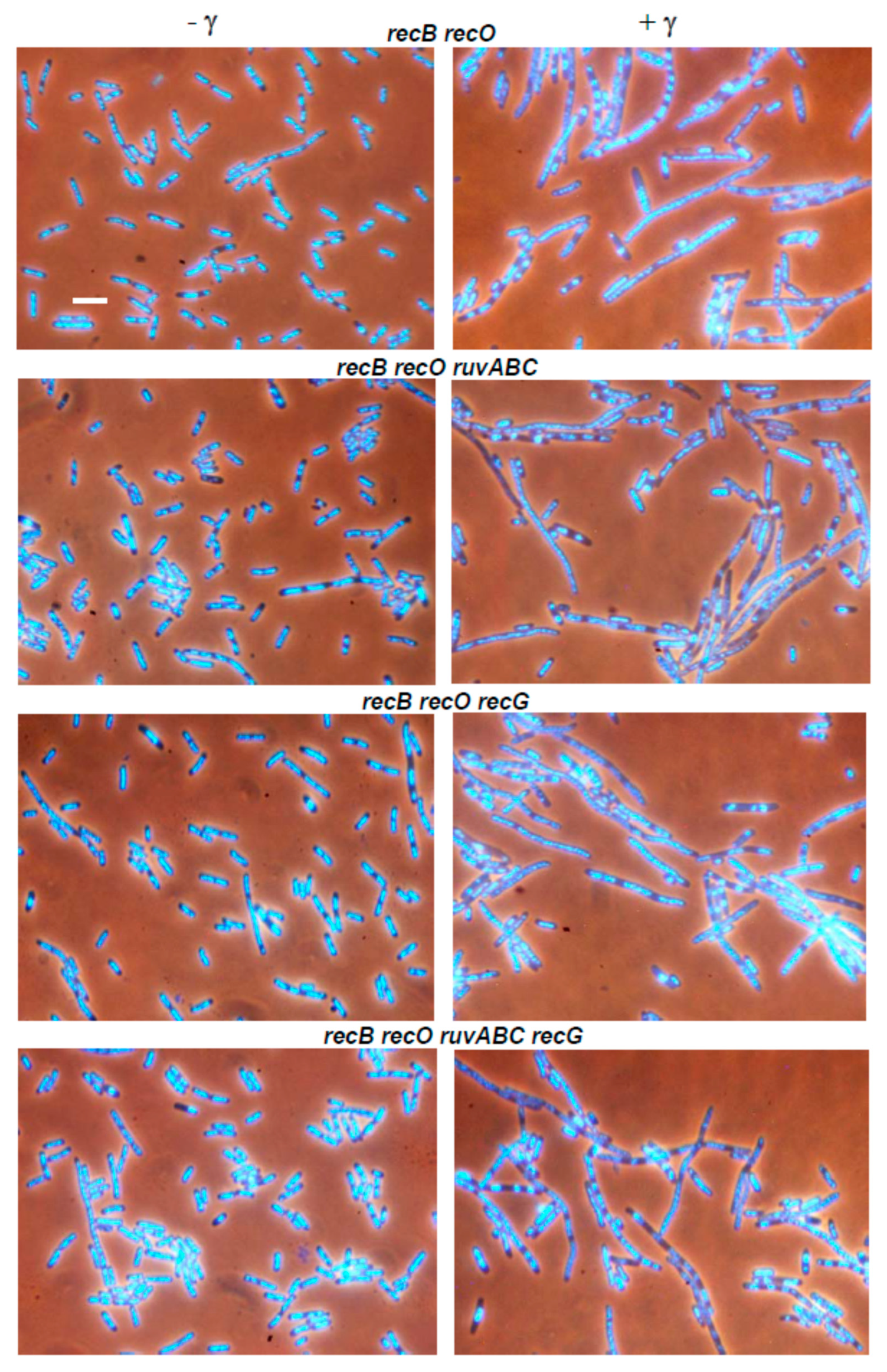 Microorganisms 11 00701 g009 Microorganisms 11 00701 g009