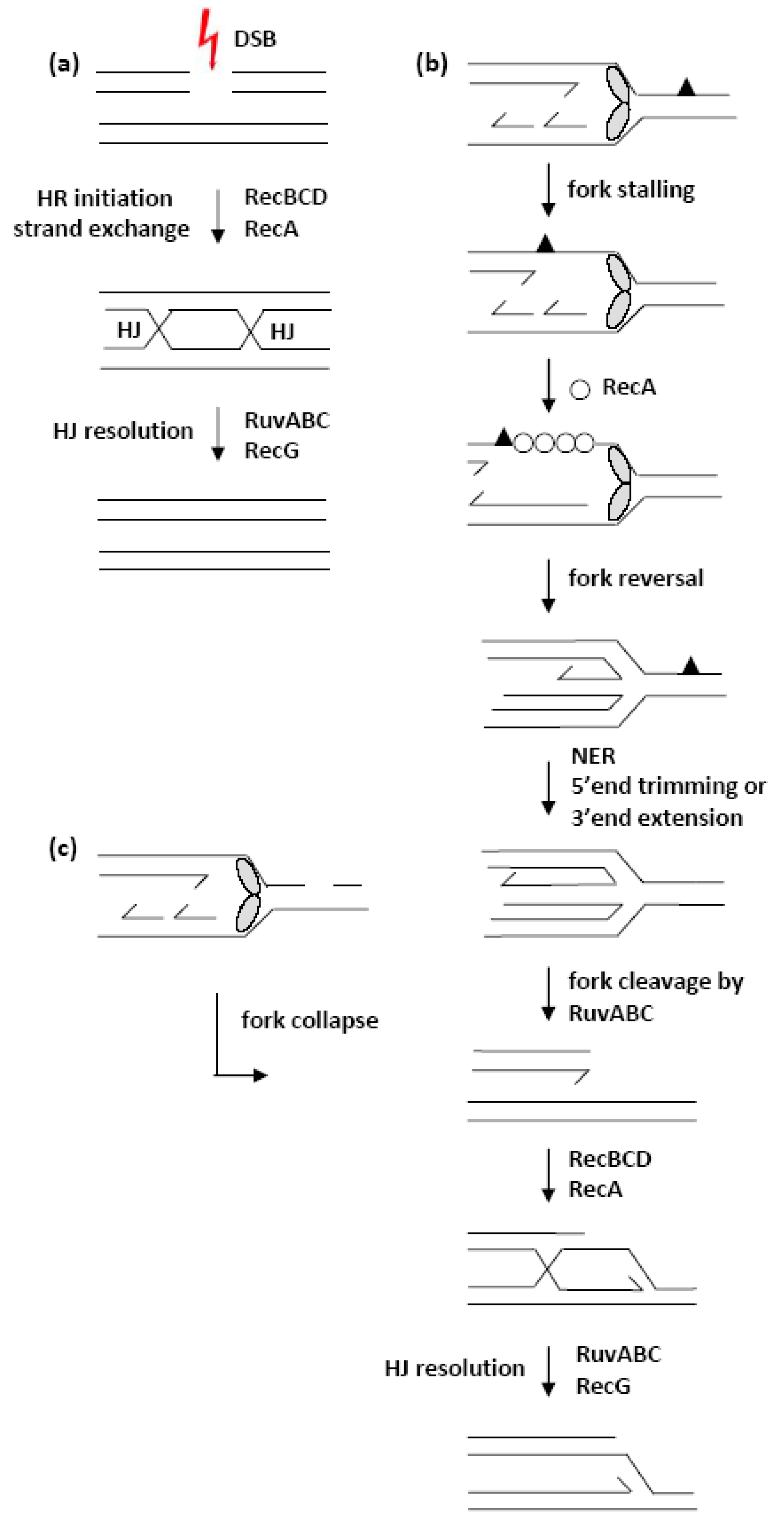 Microorganisms 11 00701 g012 Microorganisms 11 00701 g012