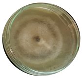 Microorganisms 11 00707 i002 Microorganisms 11 00707 i002