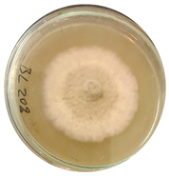 Microorganisms 11 00707 i003 Microorganisms 11 00707 i003