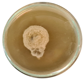 Microorganisms 11 00707 i006 Microorganisms 11 00707 i006