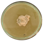 Microorganisms 11 00707 i007 Microorganisms 11 00707 i007