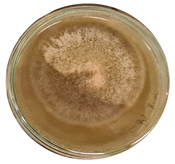 Microorganisms 11 00707 i010 Microorganisms 11 00707 i010