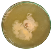 Microorganisms 11 00707 i012 Microorganisms 11 00707 i012