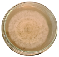 Microorganisms 11 00707 i013 Microorganisms 11 00707 i013